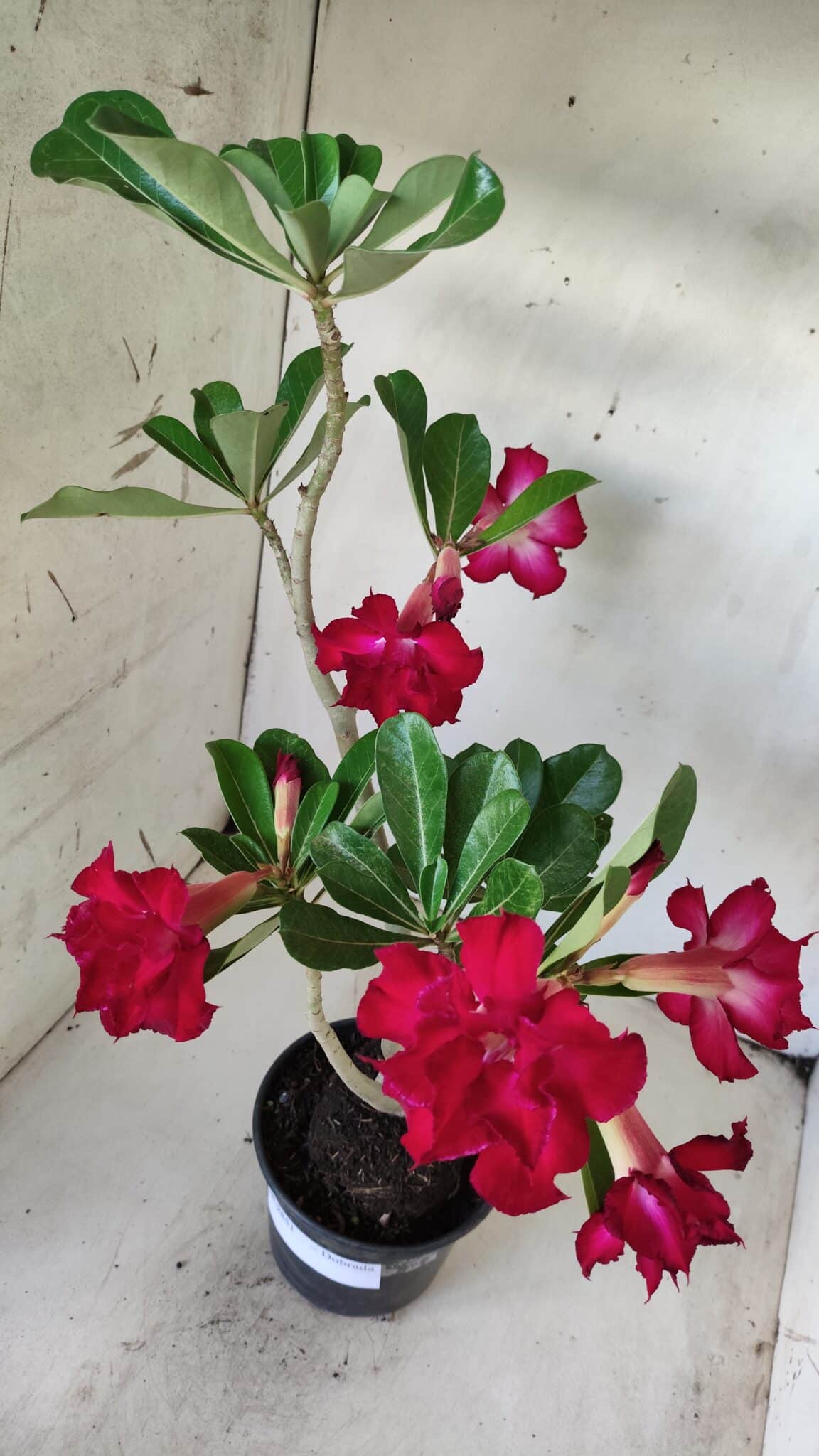 Planta Dobrada 2851 – 40cm – 03 anos