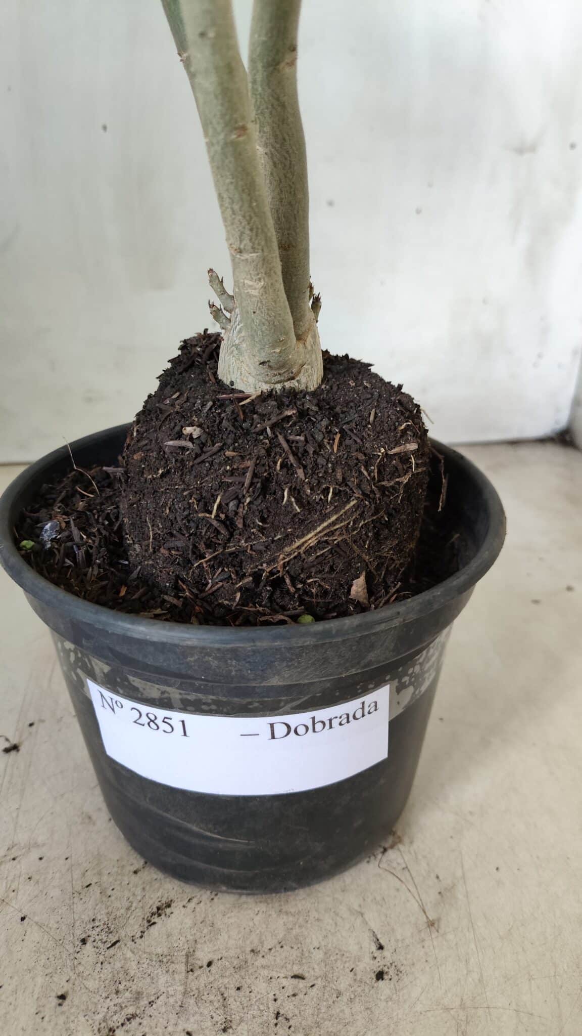 Planta Dobrada 2851 – 40cm – 03 anos