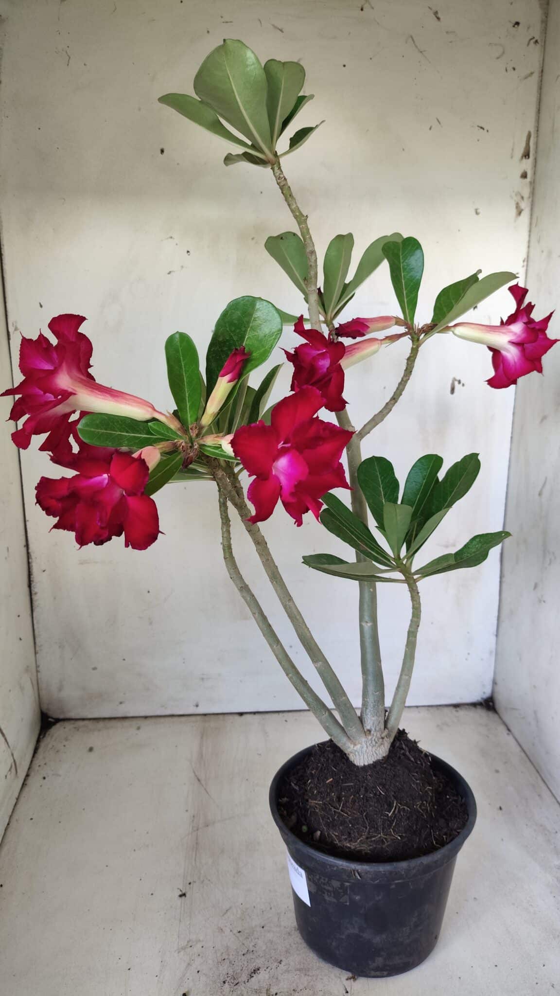 Planta Dobrada 2851 – 40cm – 03 anos
