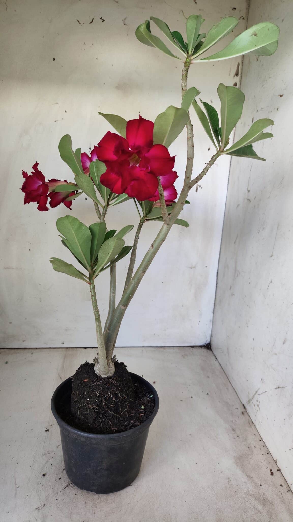 Planta Dobrada 2851 – 40cm – 03 anos