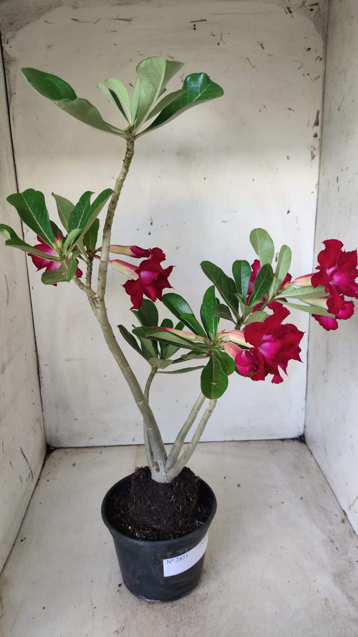 Planta Dobrada 2851 – 40cm – 03 anos