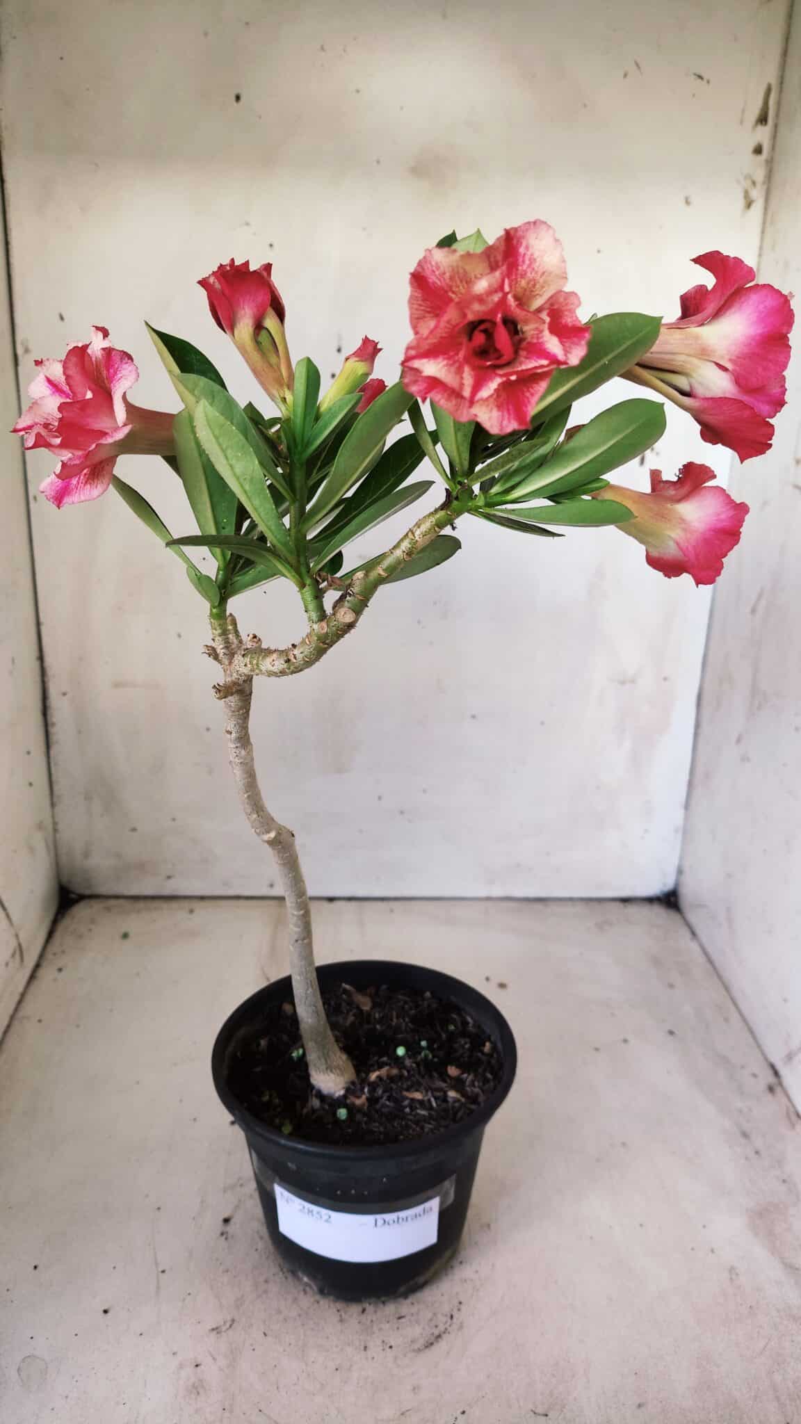 Planta Dobrada 2852 – 30cm – 02 anos