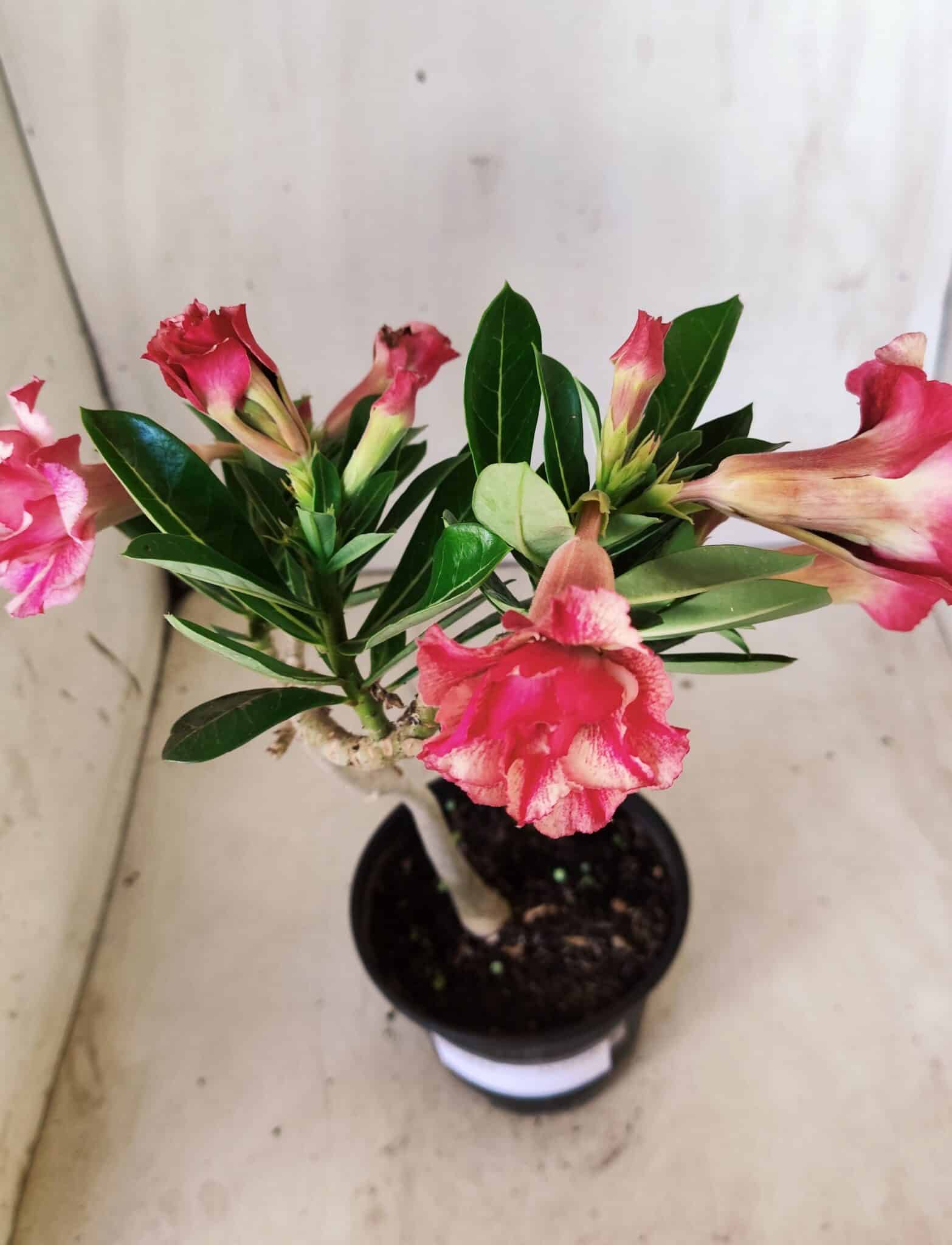 Planta Dobrada 2852 – 30cm – 02 anos