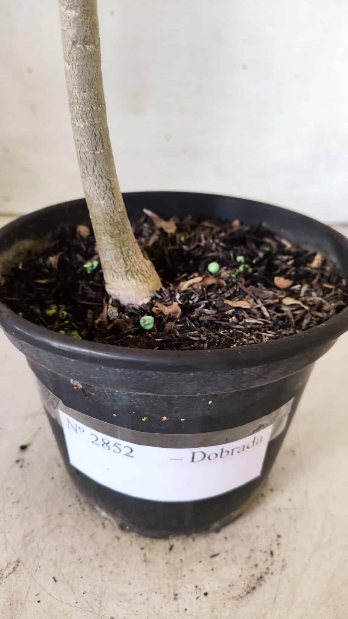 Planta Dobrada 2852 – 30cm – 02 anos