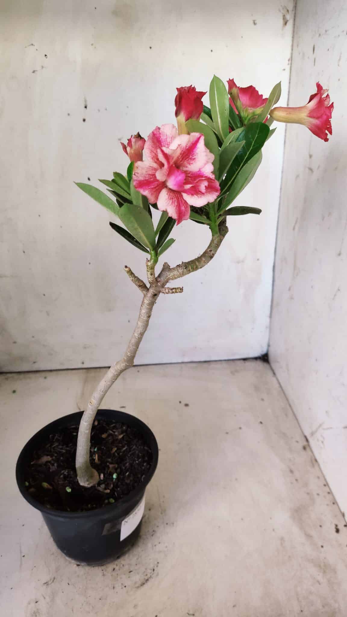 Planta Dobrada 2852 – 30cm – 02 anos