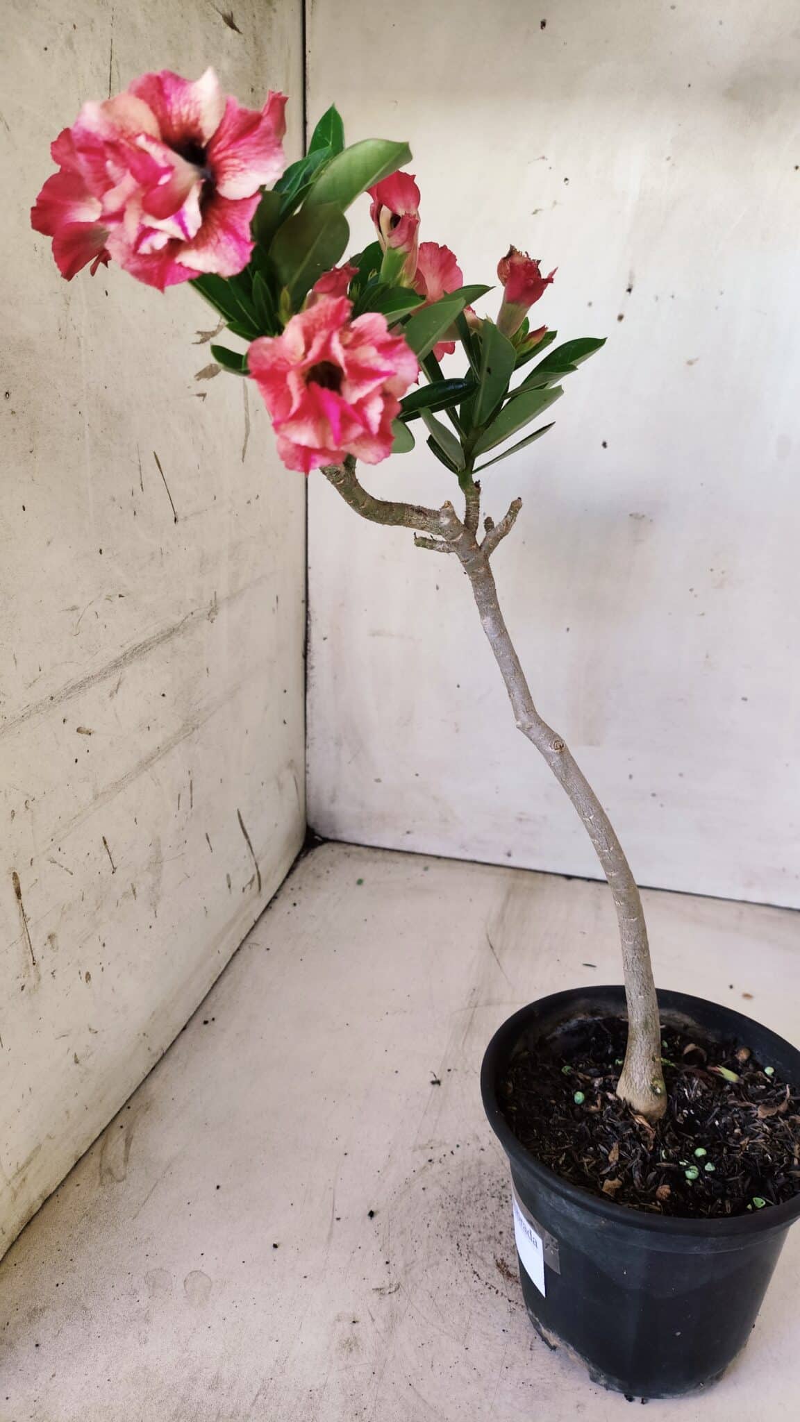 Planta Dobrada 2852 – 30cm – 02 anos