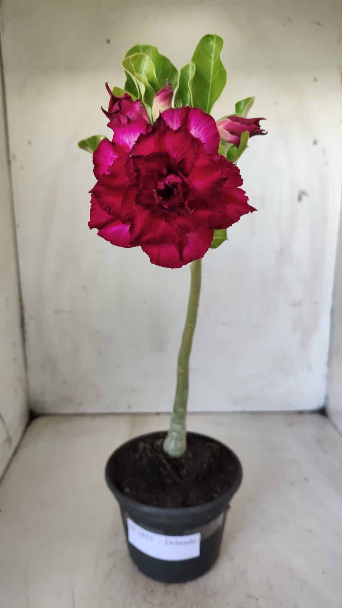 Planta Dobrada 2853 – 30cm – 02 anos