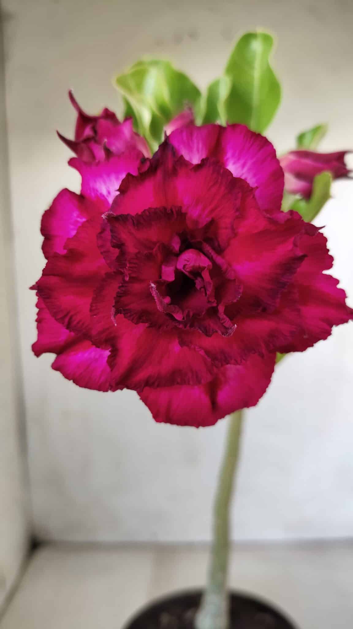 Planta Dobrada 2853 – 30cm – 02 anos