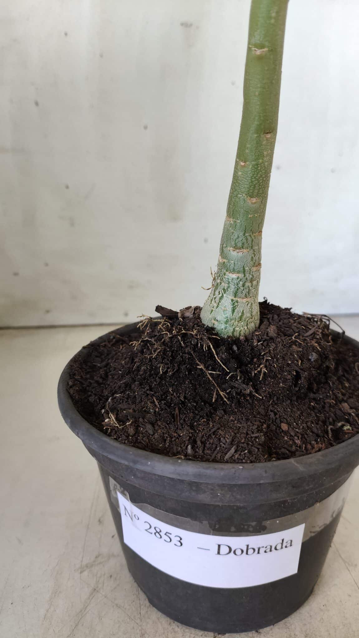 Planta Dobrada 2853 – 30cm – 02 anos