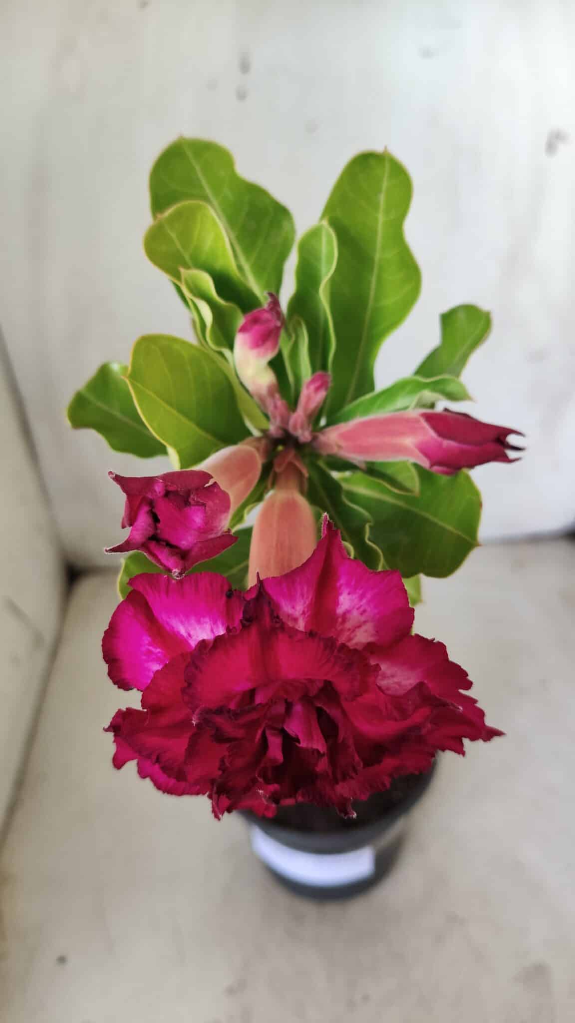 Planta Dobrada 2853 – 30cm – 02 anos