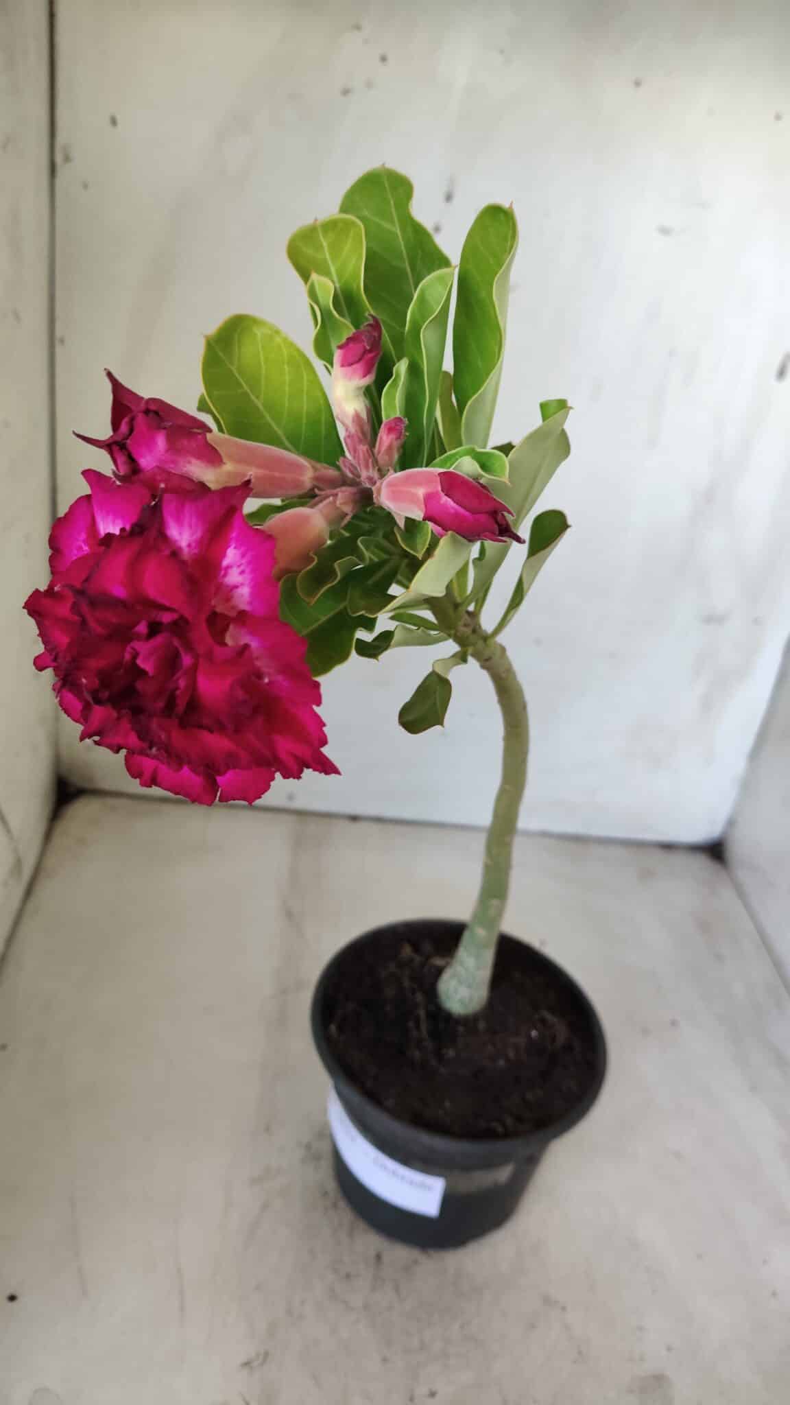Planta Dobrada 2853 – 30cm – 02 anos