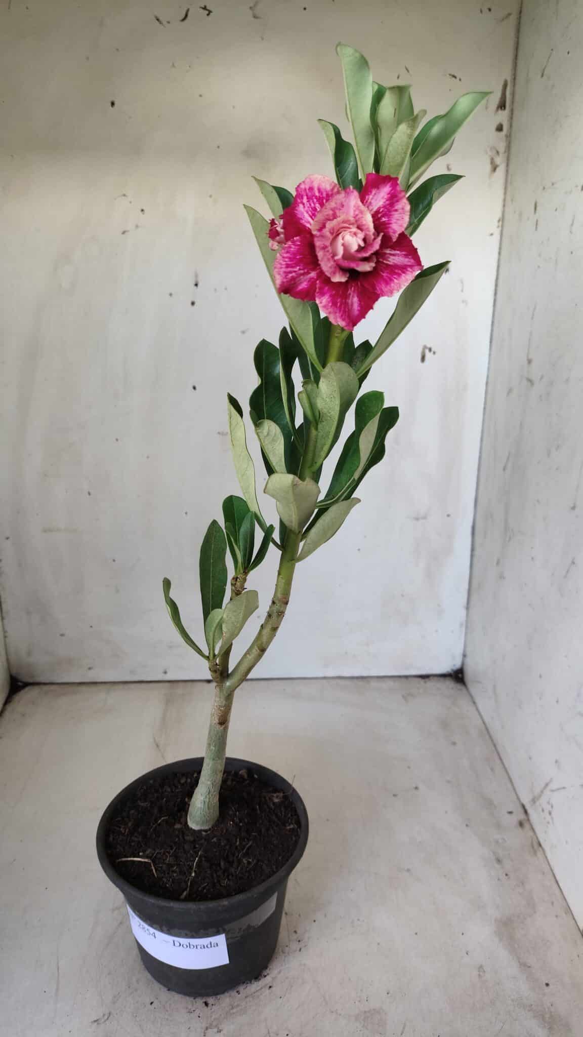 Planta Dobrada 2854 – 30cm – 02 anos