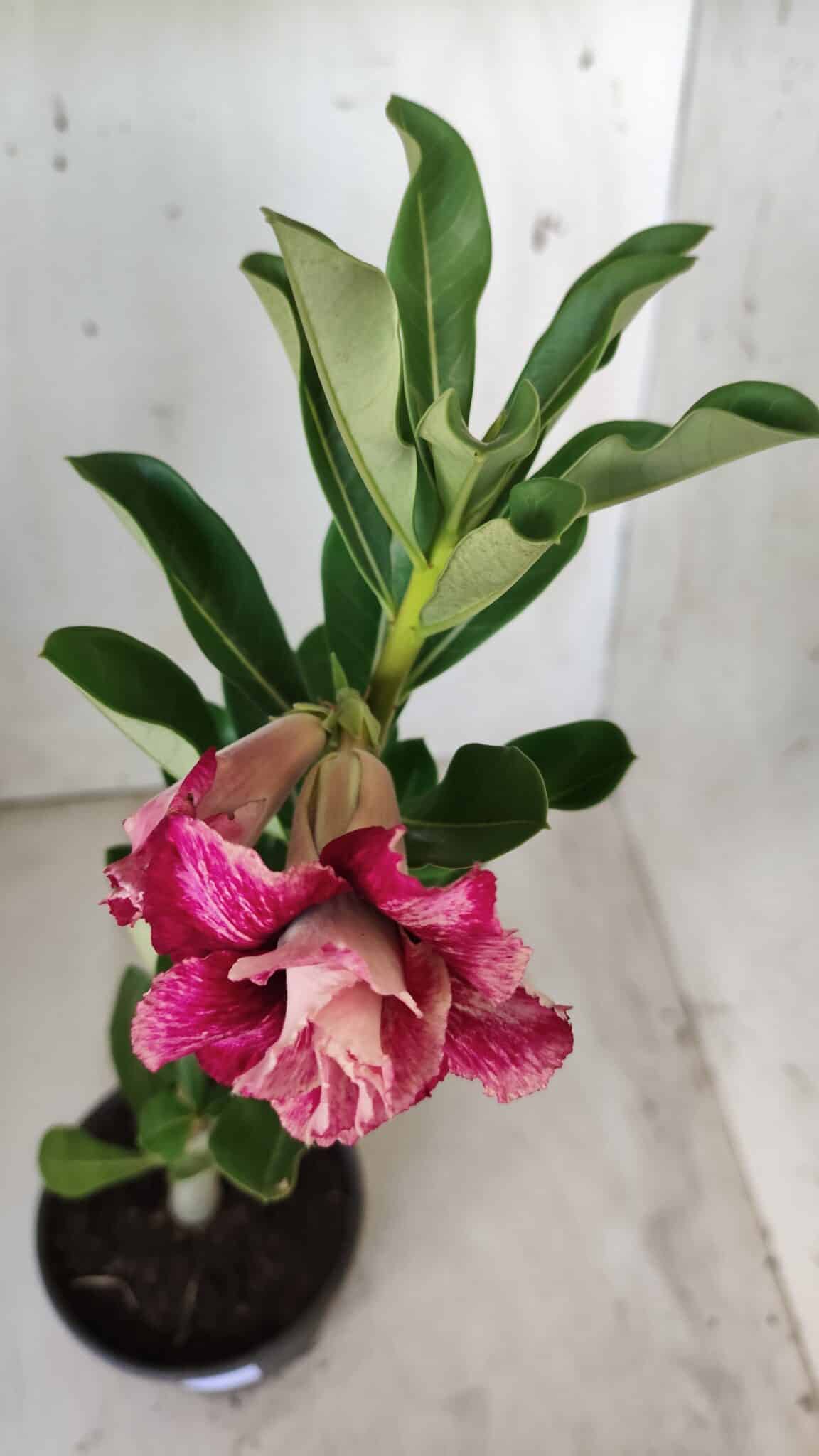 Planta Dobrada 2854 – 30cm – 02 anos