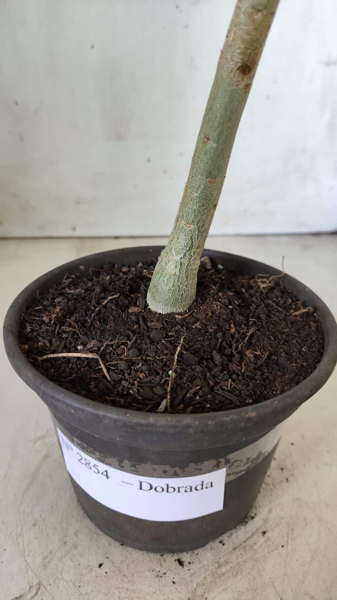 Planta Dobrada 2854 – 30cm – 02 anos