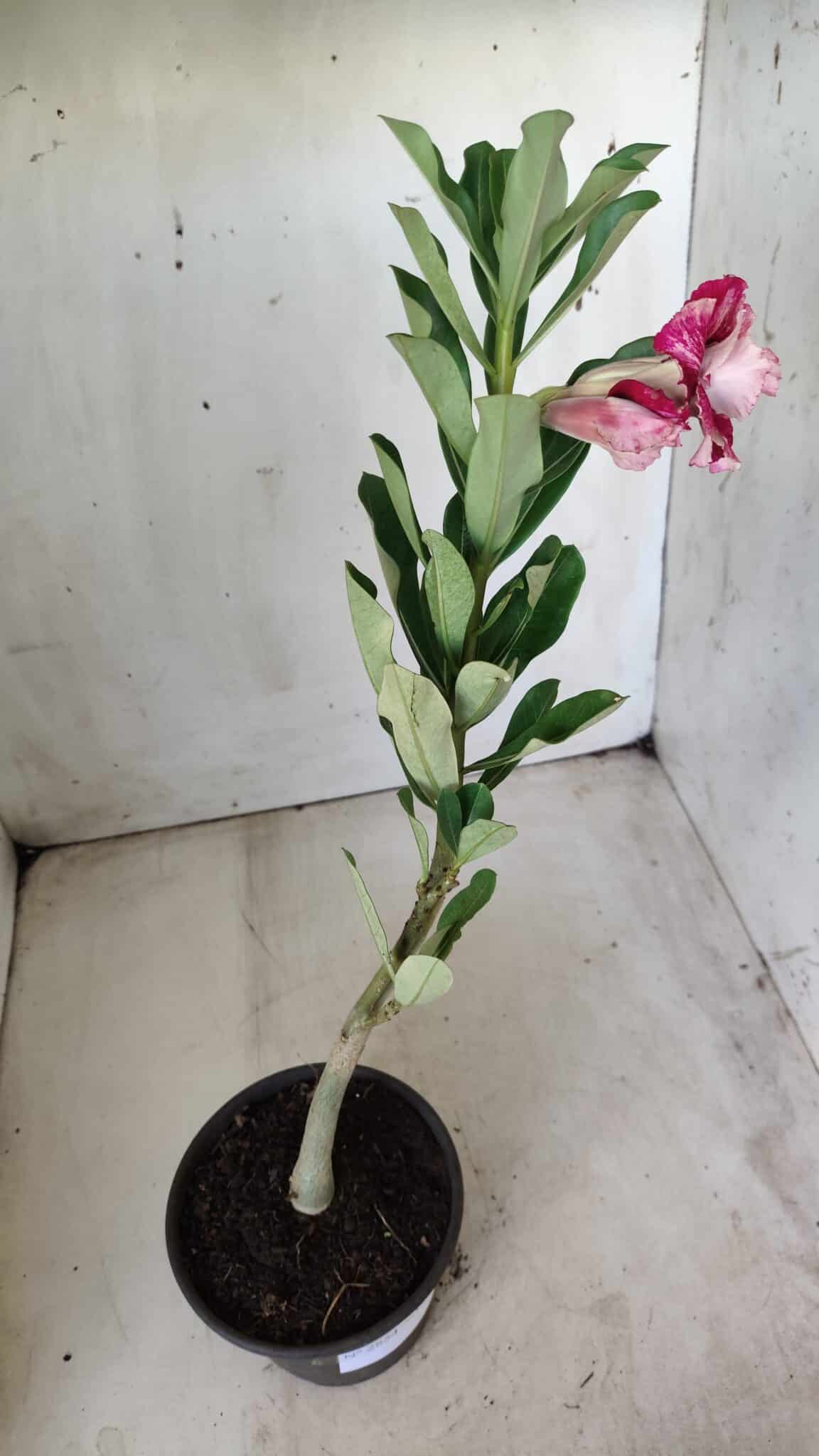 Planta Dobrada 2854 – 30cm – 02 anos