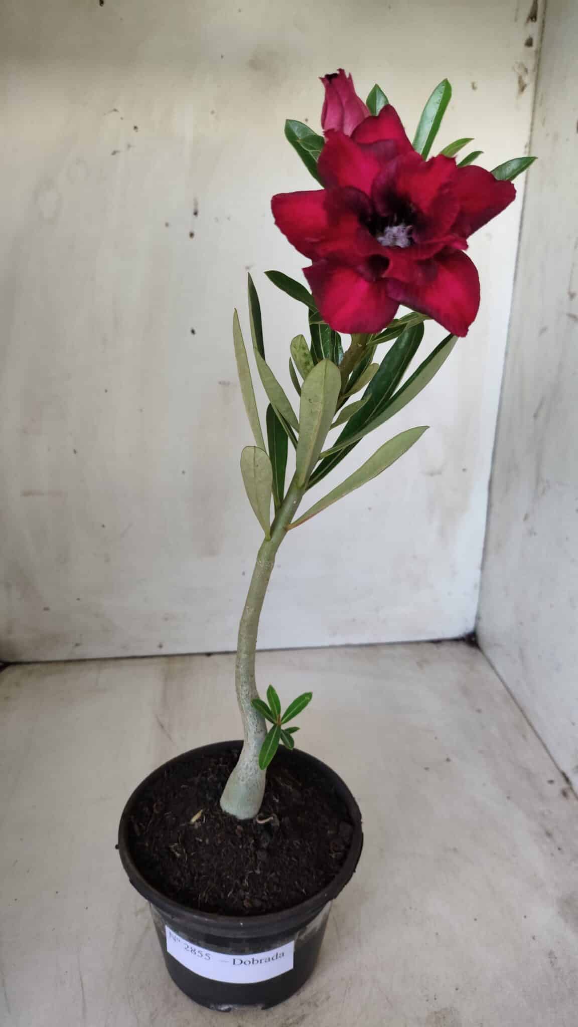 Planta Dobrada 2855 – 30cm – 02 anos