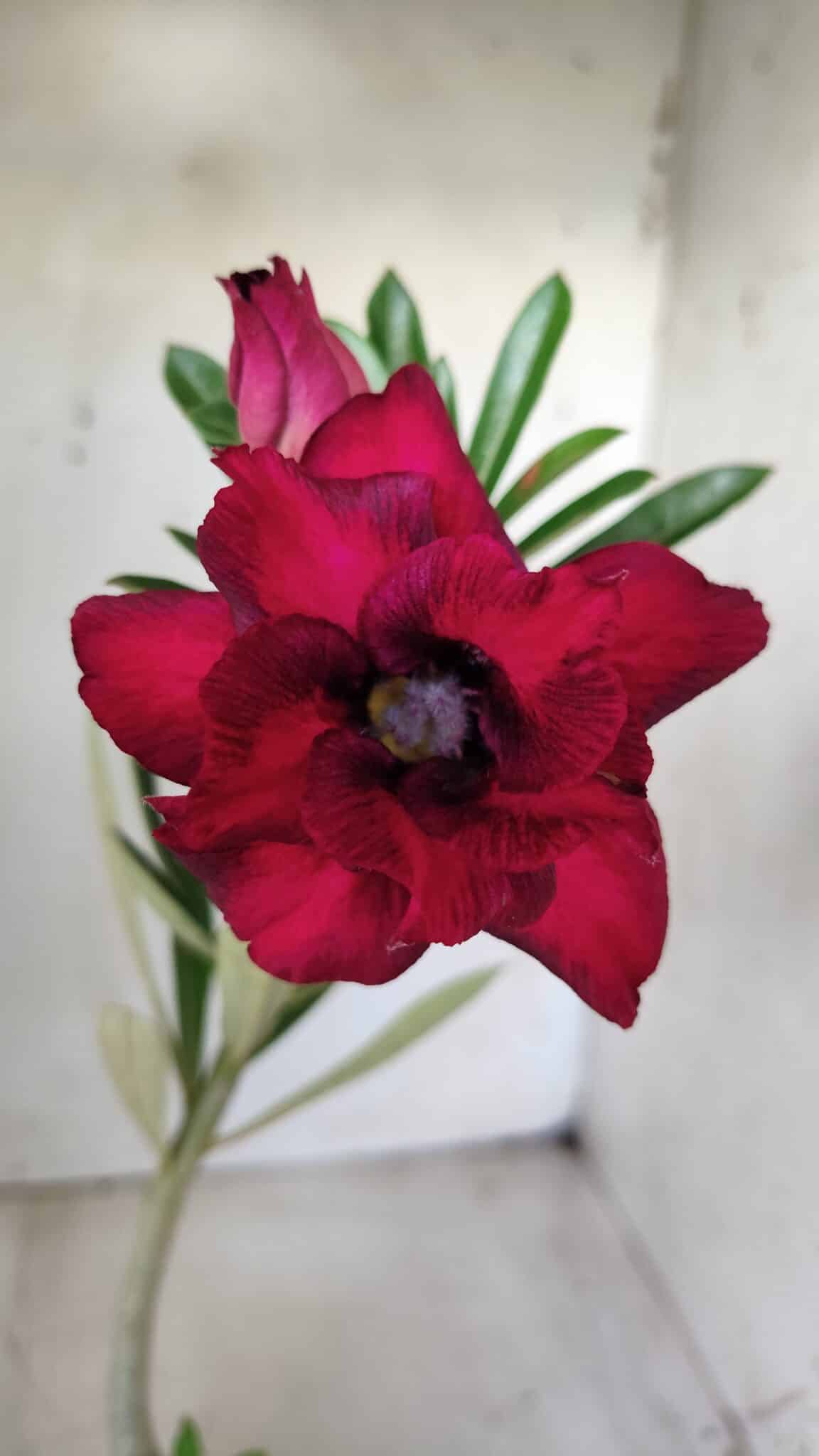 Planta Dobrada 2855 – 30cm – 02 anos