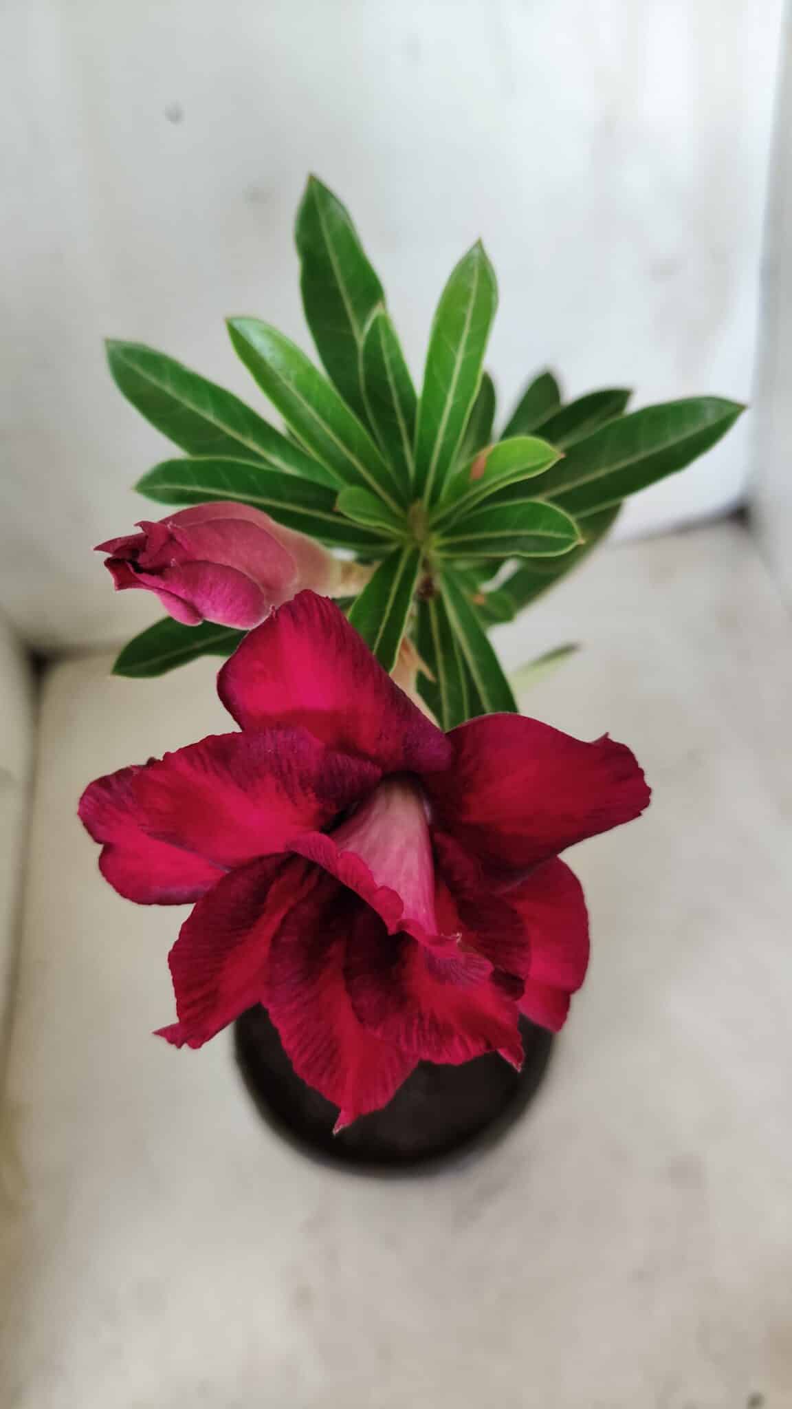 Planta Dobrada 2855 – 30cm – 02 anos