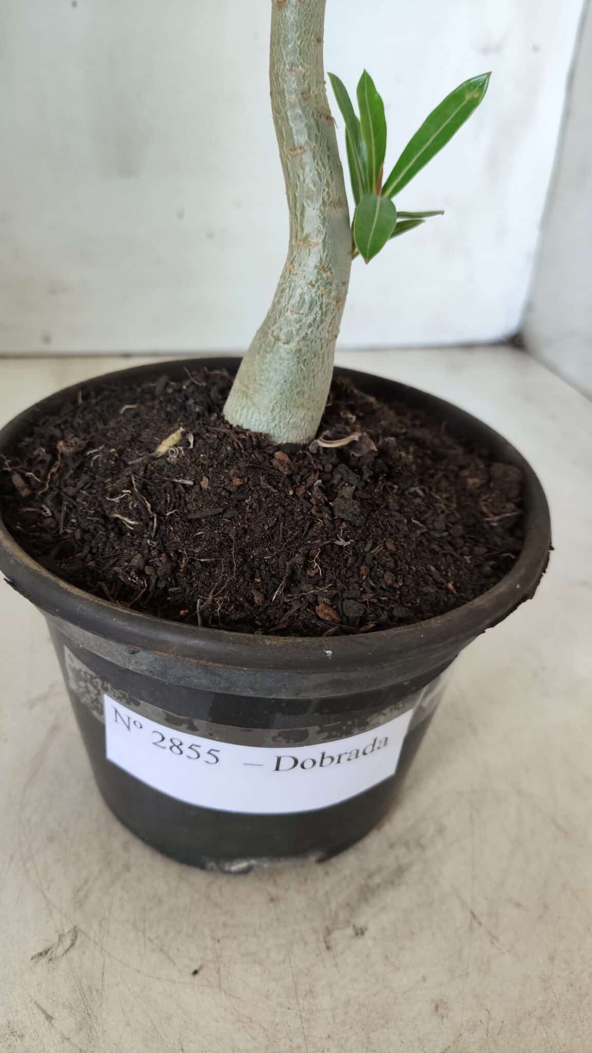 Planta Dobrada 2855 – 30cm – 02 anos