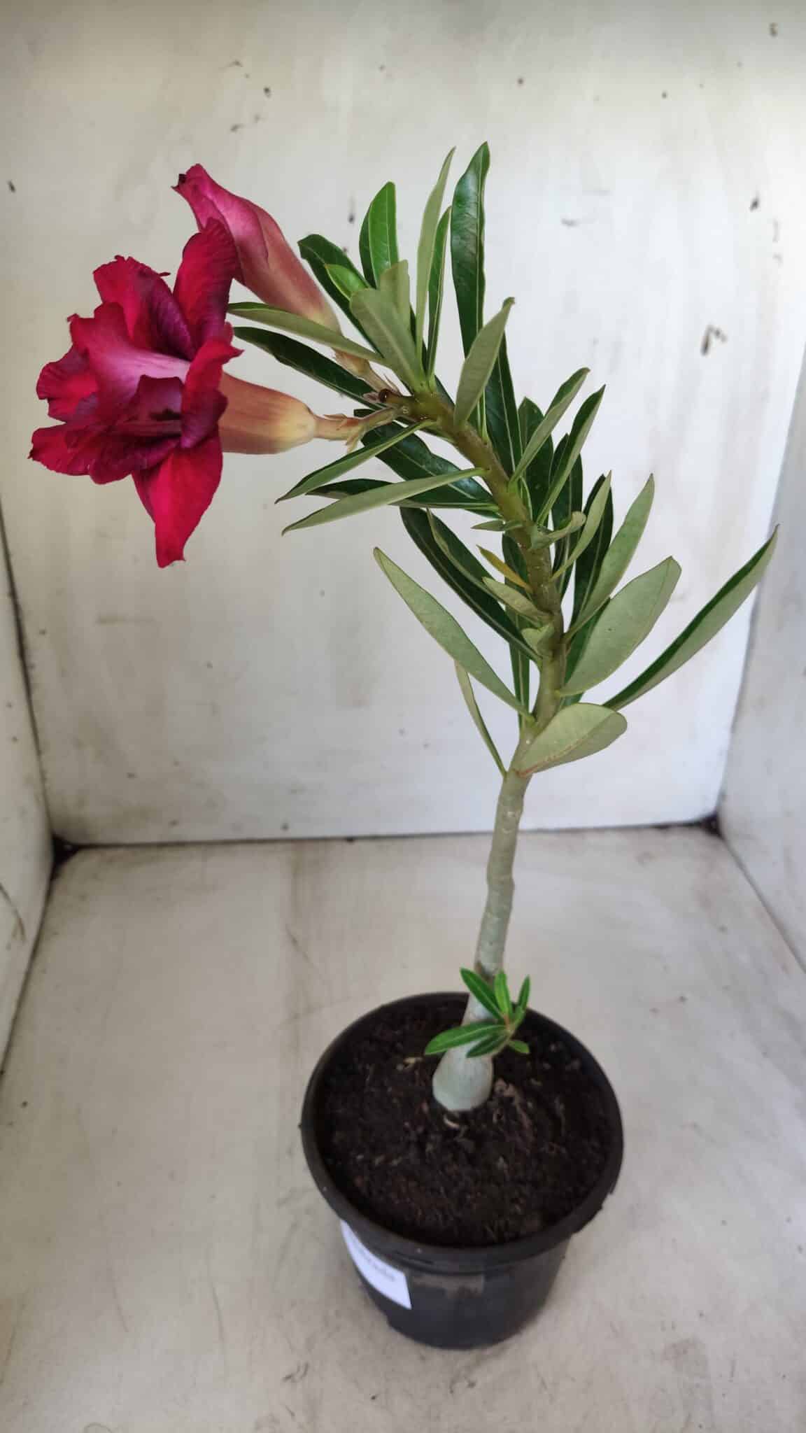Planta Dobrada 2855 – 30cm – 02 anos