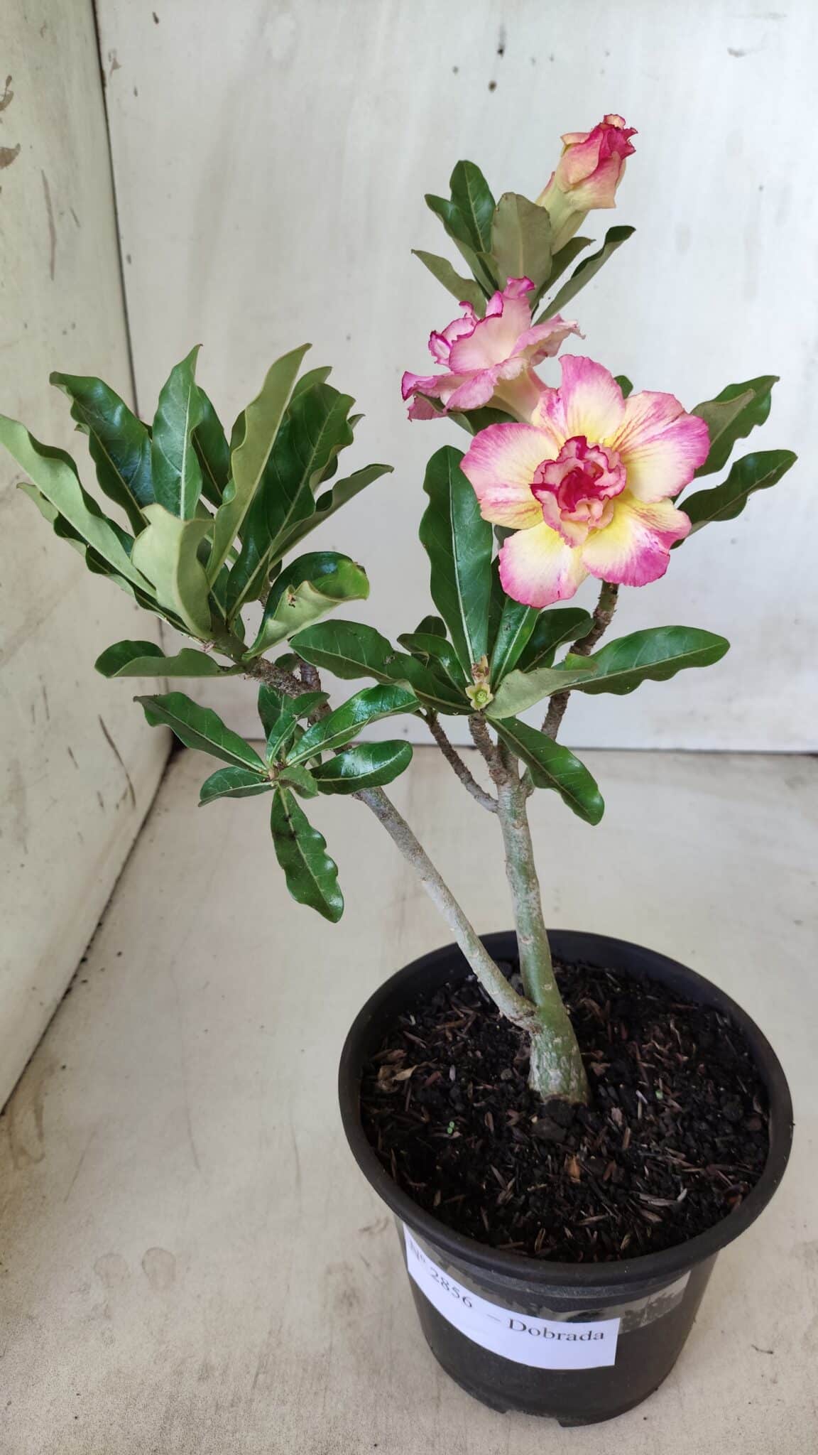 Planta Dobrada 2856 – 30cm – 02 anos