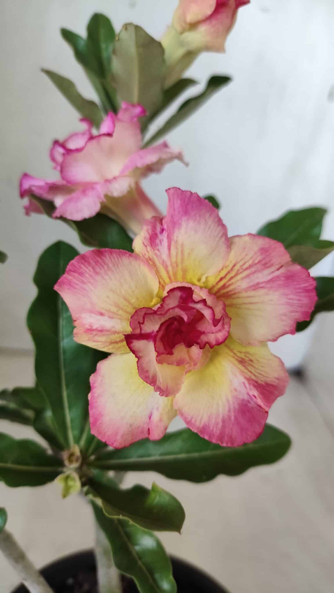 Planta Dobrada 2856 – 30cm – 02 anos