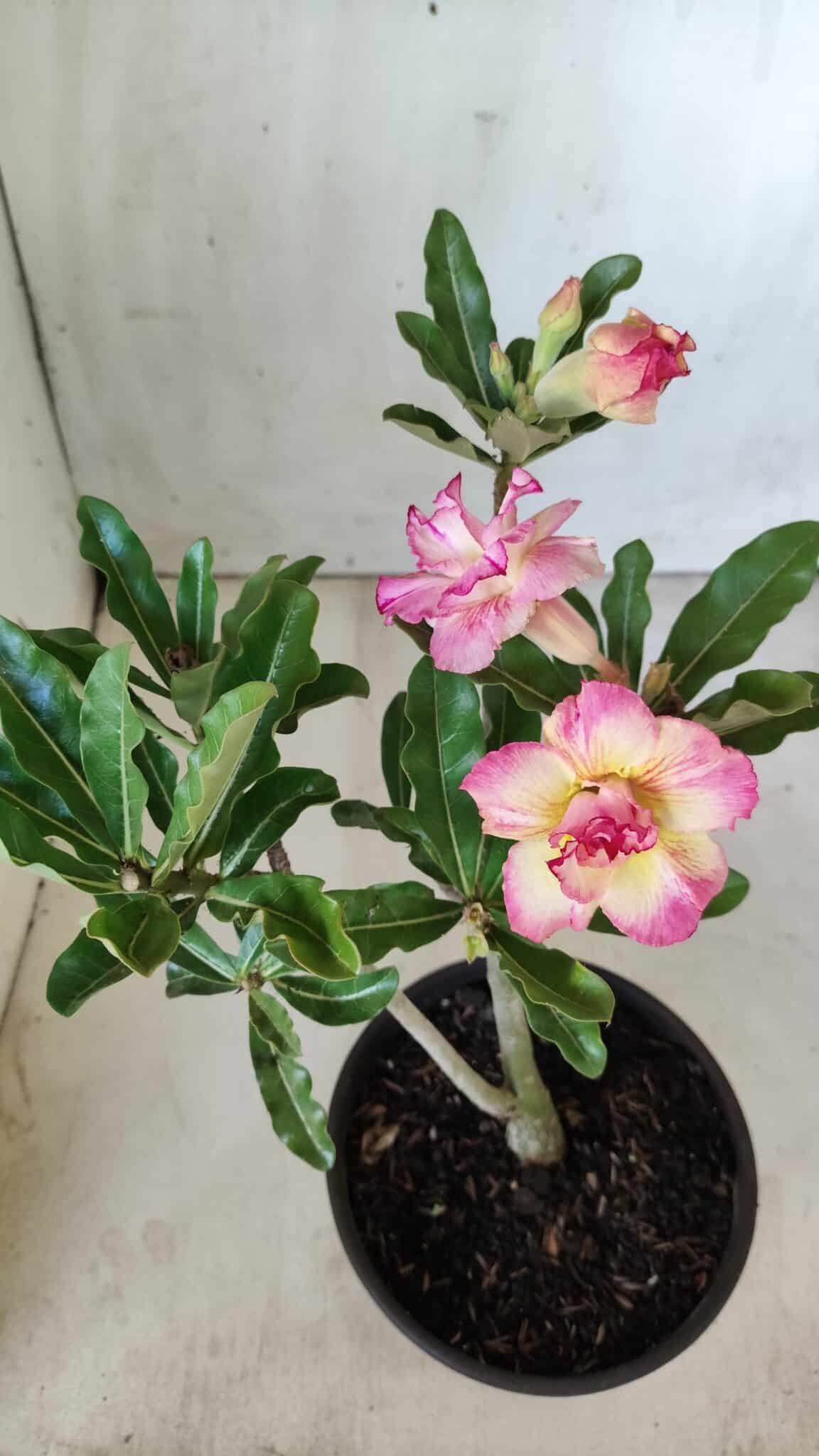 Planta Dobrada 2856 – 30cm – 02 anos