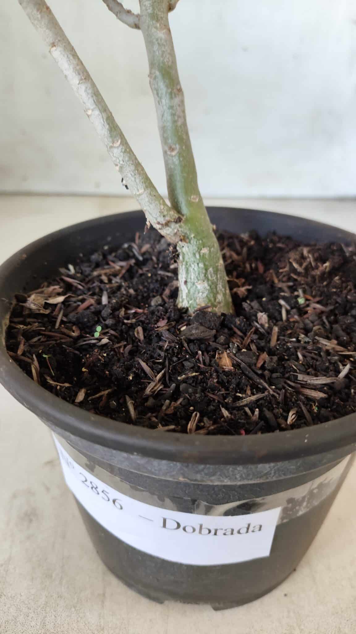 Planta Dobrada 2856 – 30cm – 02 anos