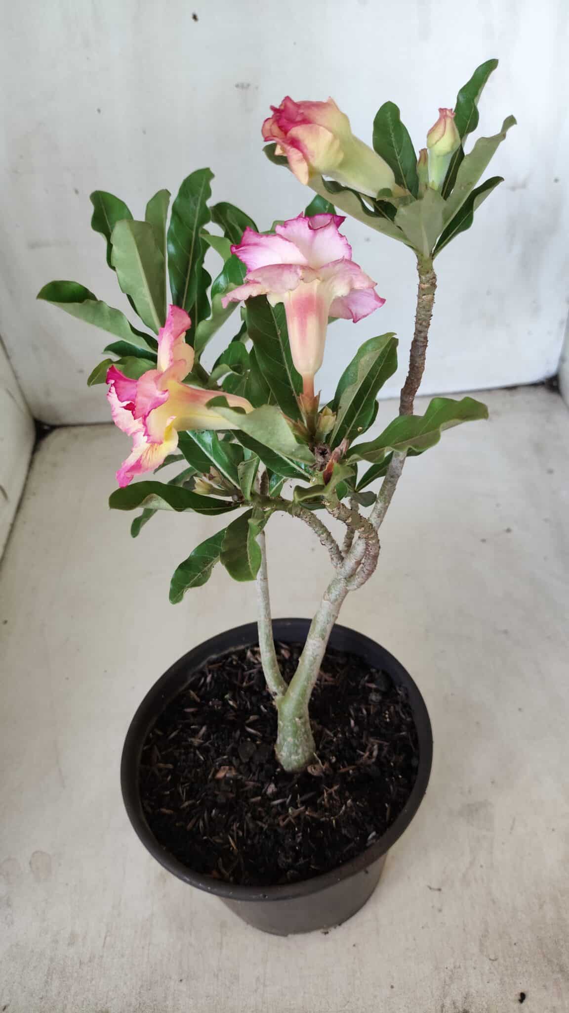 Planta Dobrada 2856 – 30cm – 02 anos