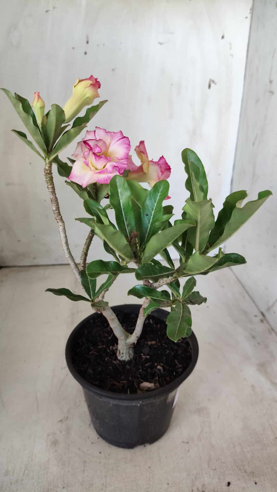 Planta Dobrada 2856 – 30cm – 02 anos