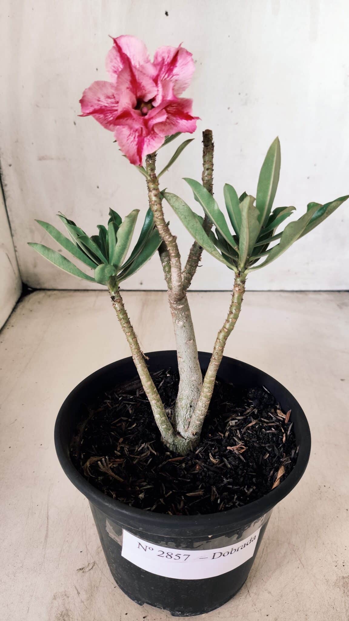 Planta Dobrada 2857 – 25cm – 02 anos