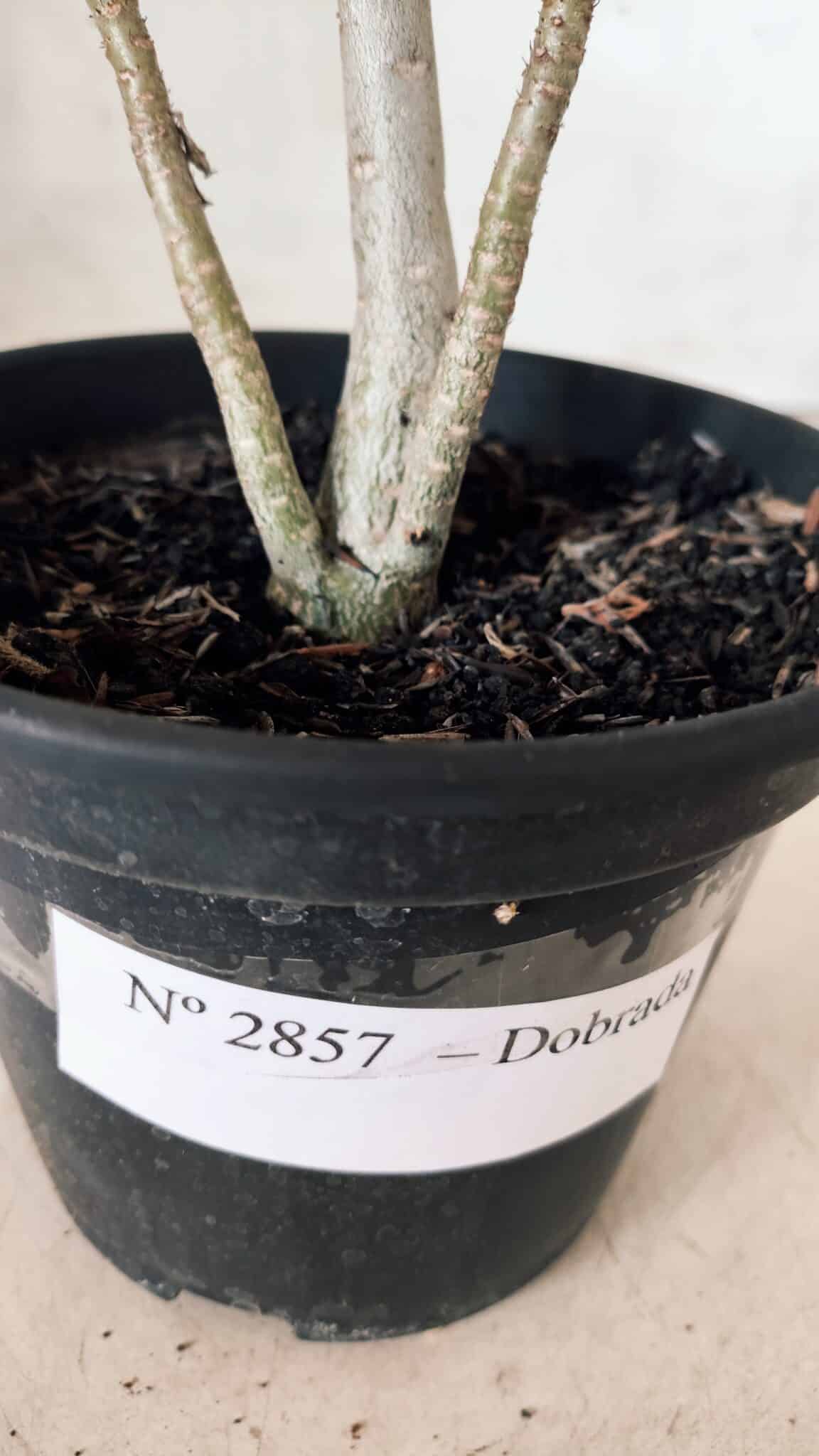 Planta Dobrada 2857 – 25cm – 02 anos