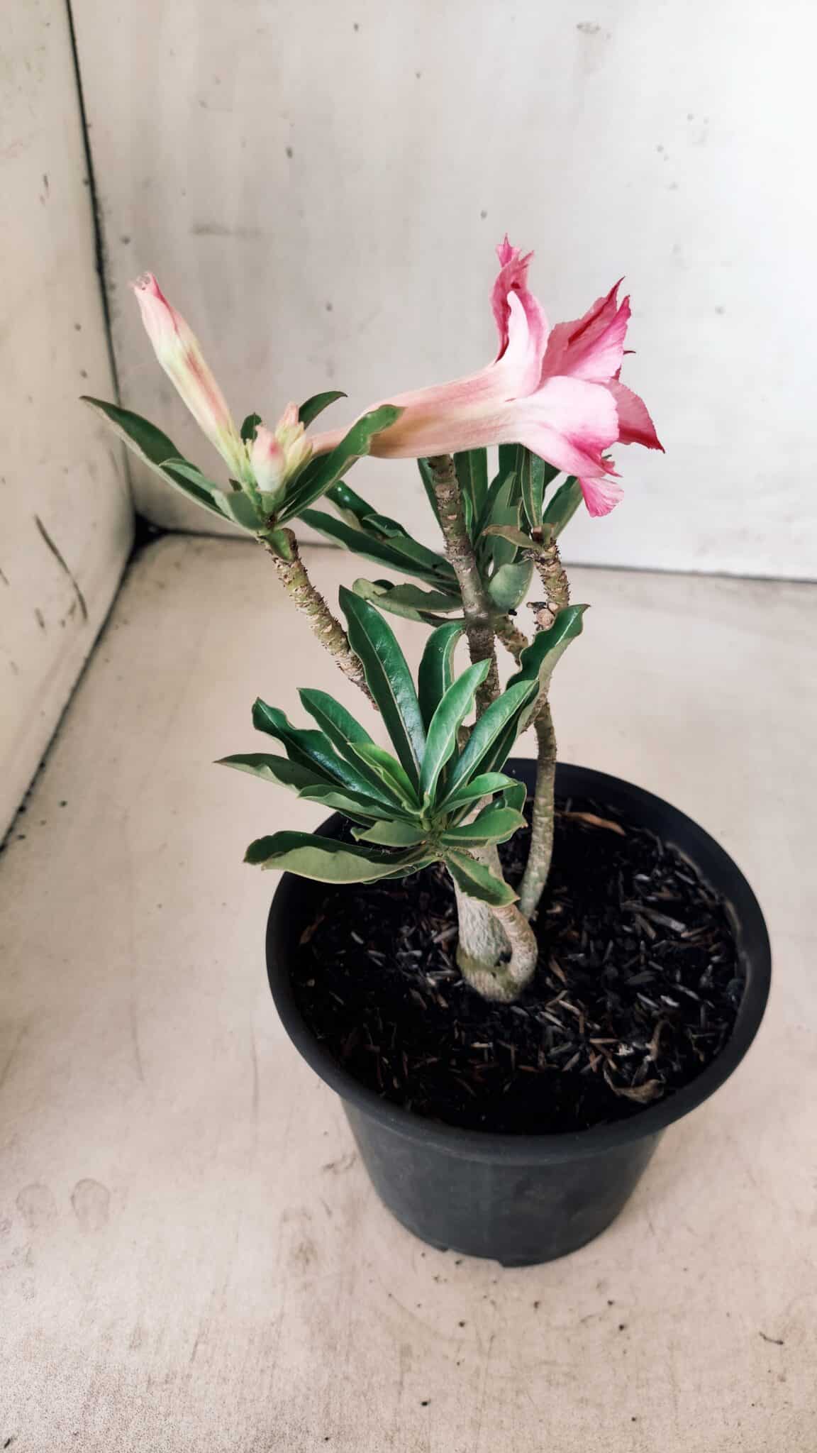 Planta Dobrada 2857 – 25cm – 02 anos