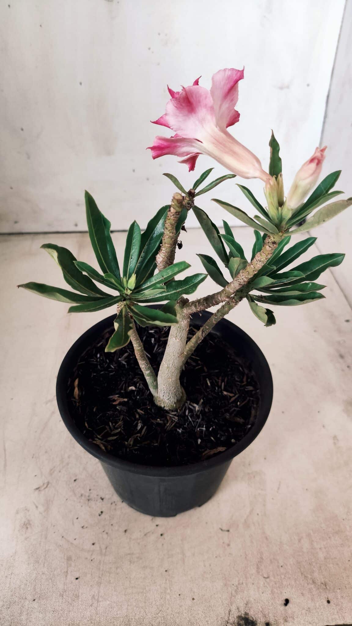 Planta Dobrada 2857 – 25cm – 02 anos