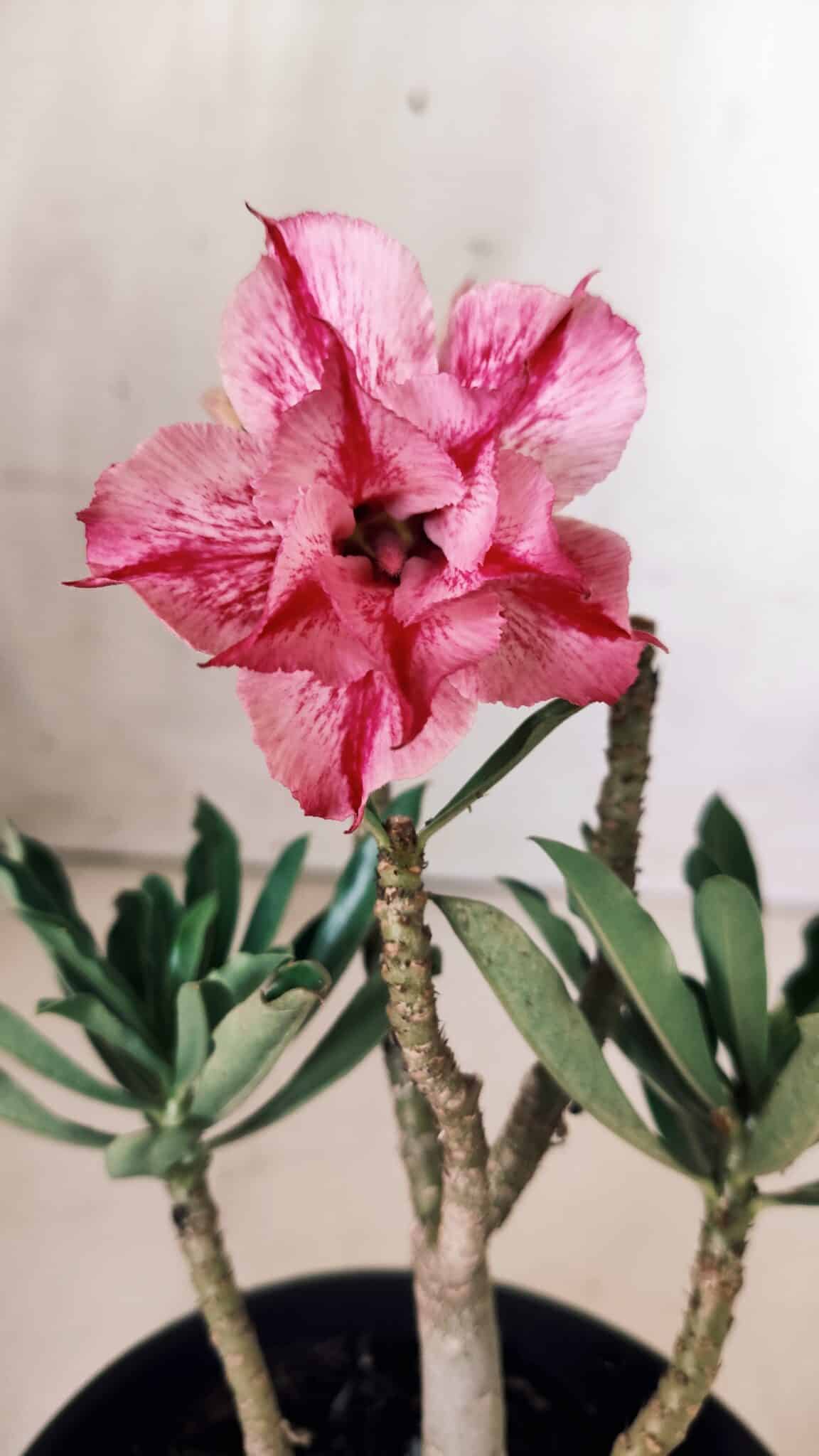 Planta Dobrada 2857 – 25cm – 02 anos