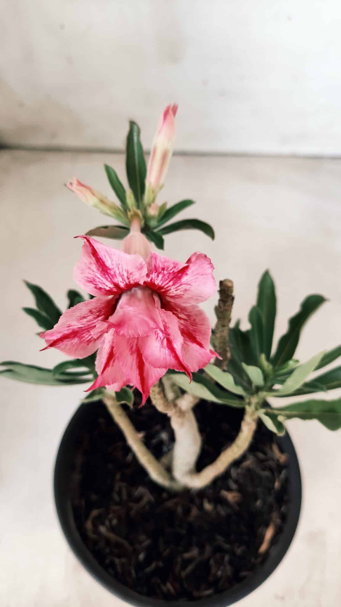 Planta Dobrada 2857 – 25cm – 02 anos