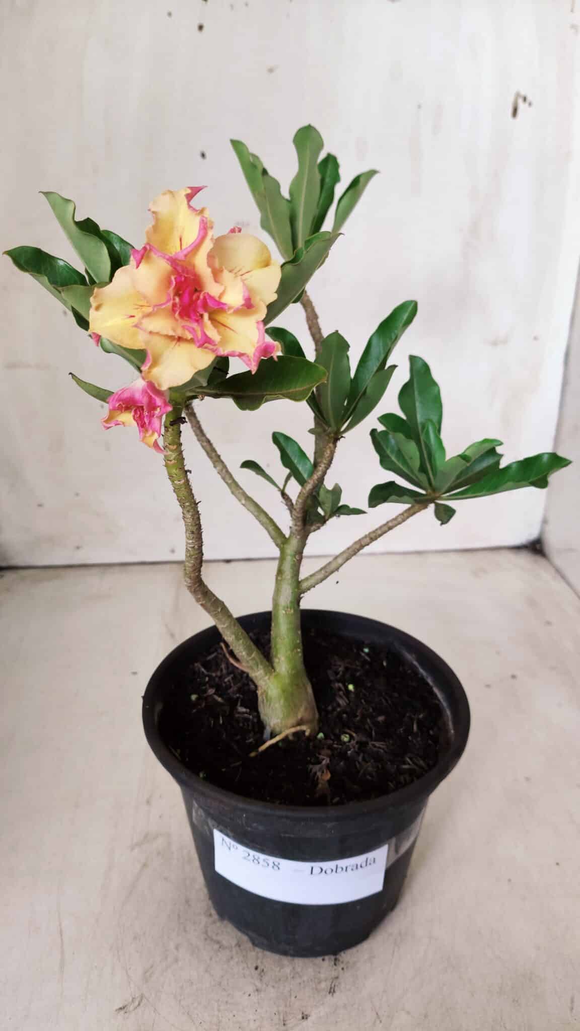 Planta Dobrada 2858 – 30cm – 02 anos