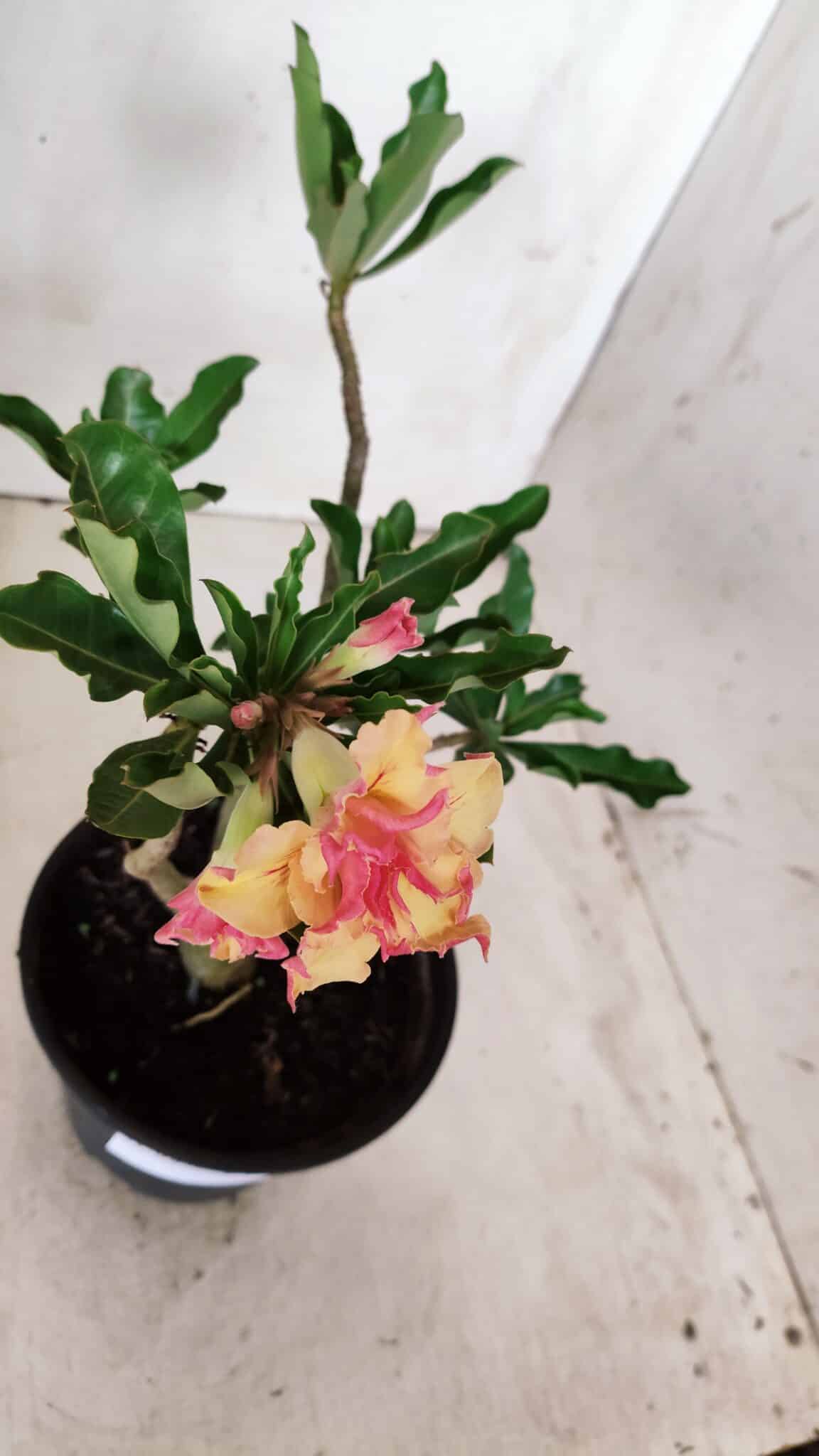 Planta Dobrada 2858 – 30cm – 02 anos