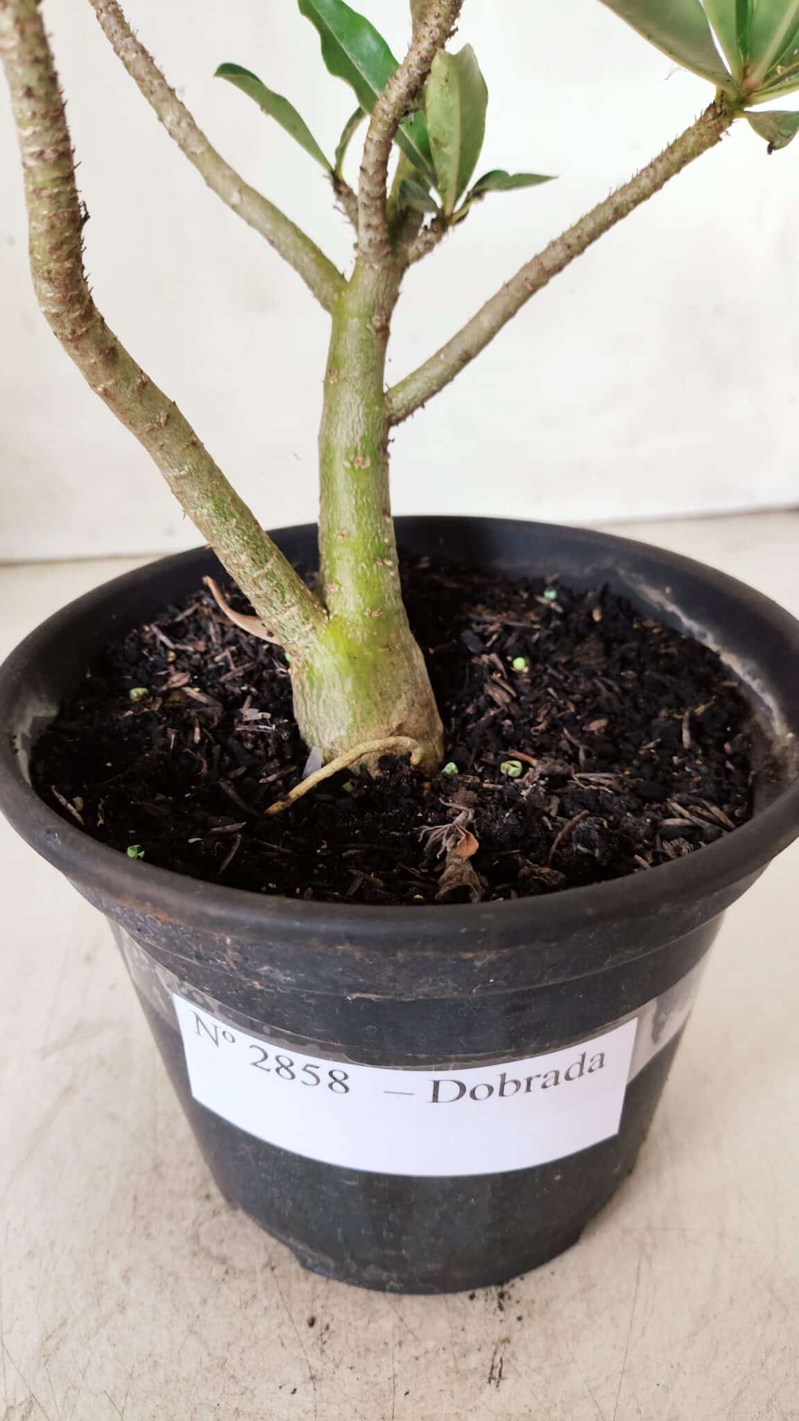 Planta Dobrada 2858 – 30cm – 02 anos