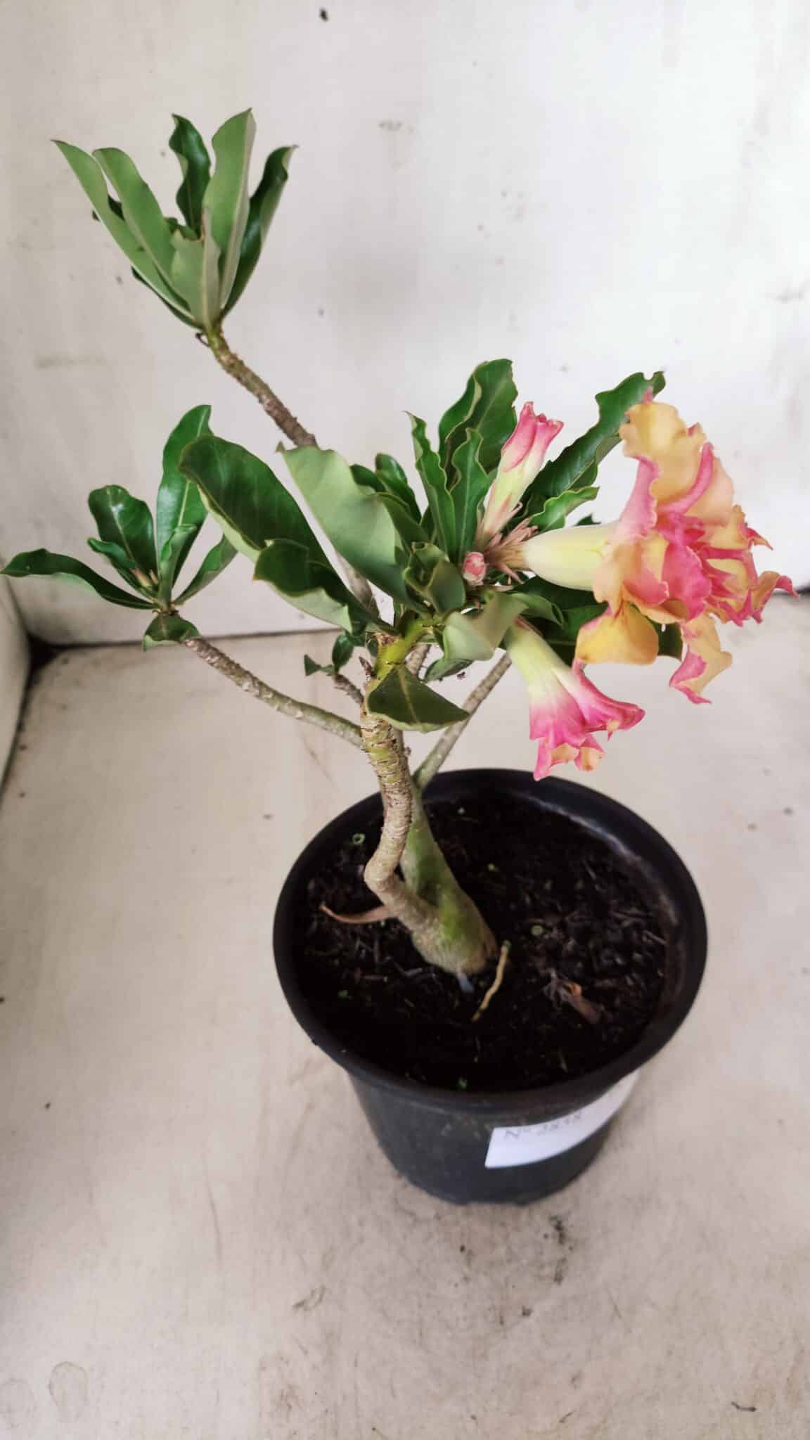 Planta Dobrada 2858 – 30cm – 02 anos