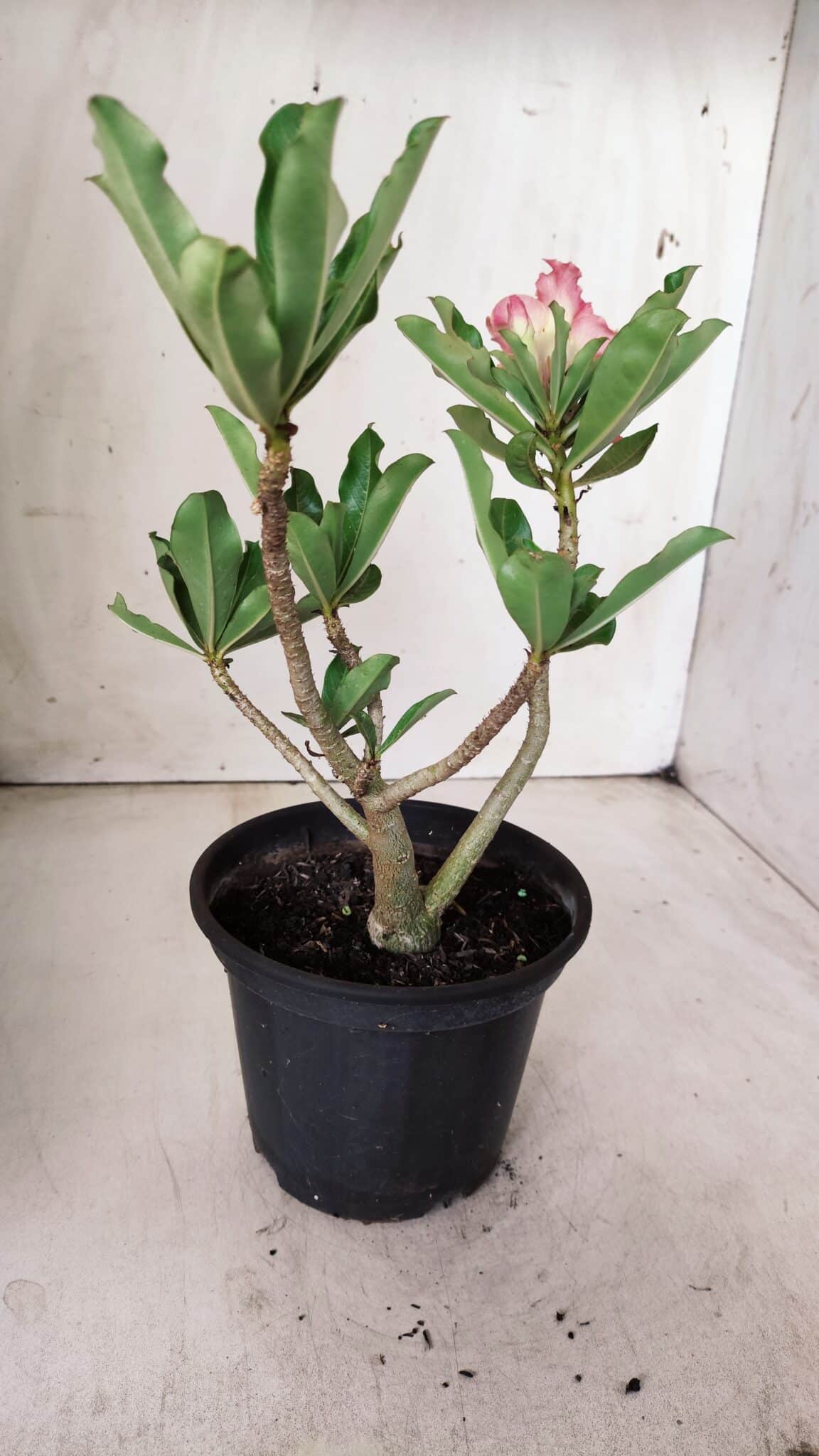 Planta Dobrada 2858 – 30cm – 02 anos