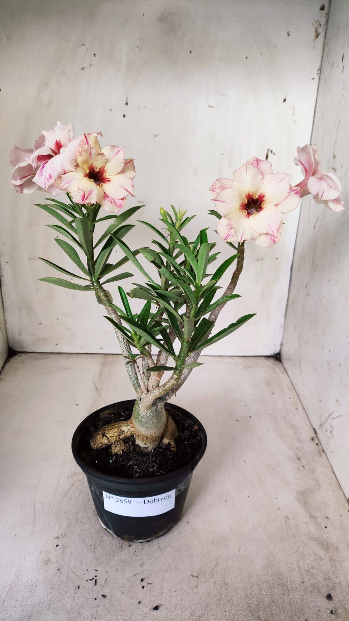 Planta Dobrada 2859 – 30cm – 03 anos