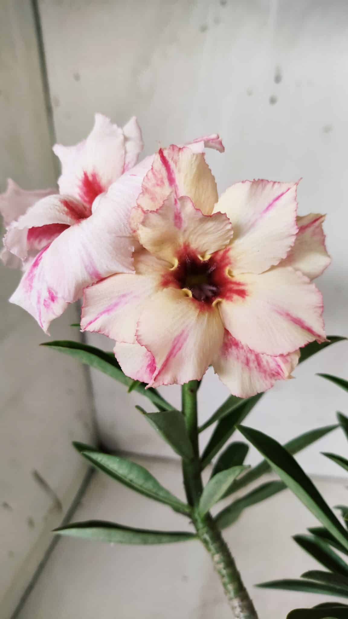 Planta Dobrada 2859 – 30cm – 03 anos