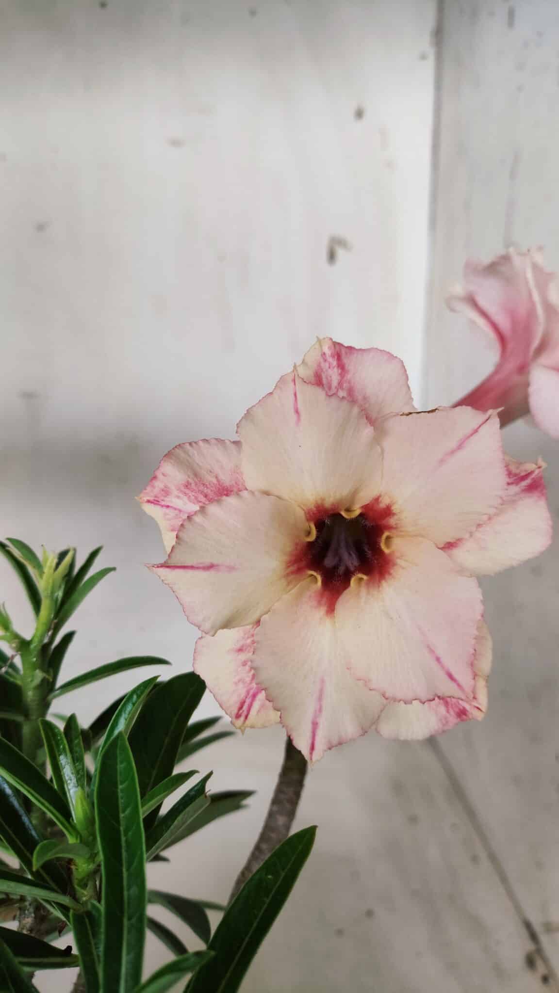 Planta Dobrada 2859 – 30cm – 03 anos