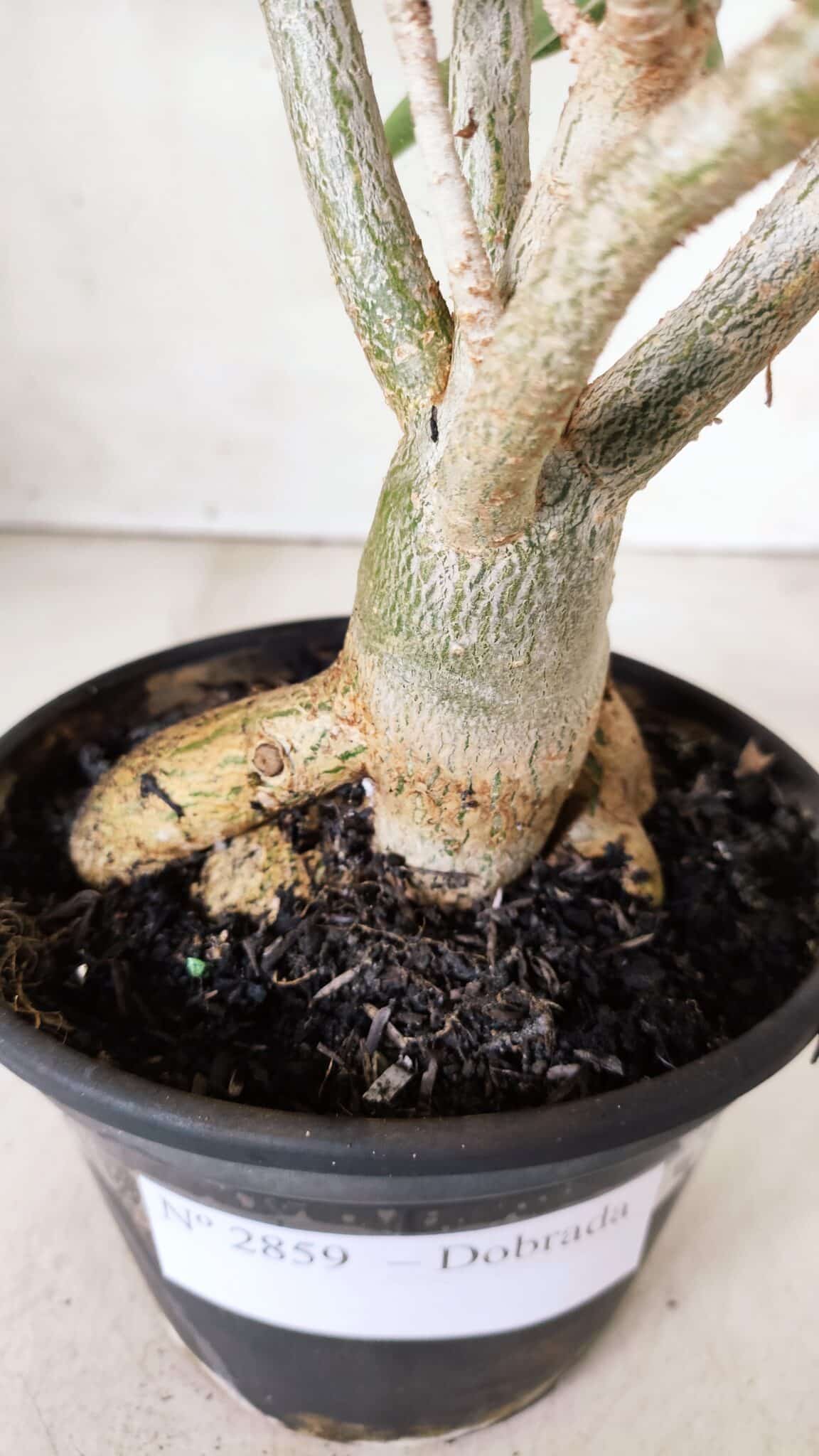Planta Dobrada 2859 – 30cm – 03 anos
