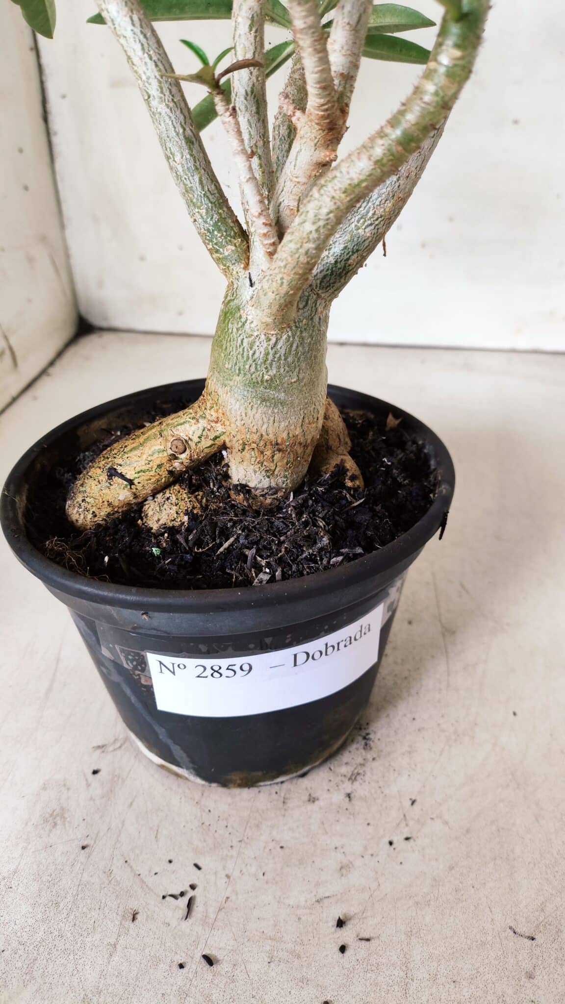 Planta Dobrada 2859 – 30cm – 03 anos