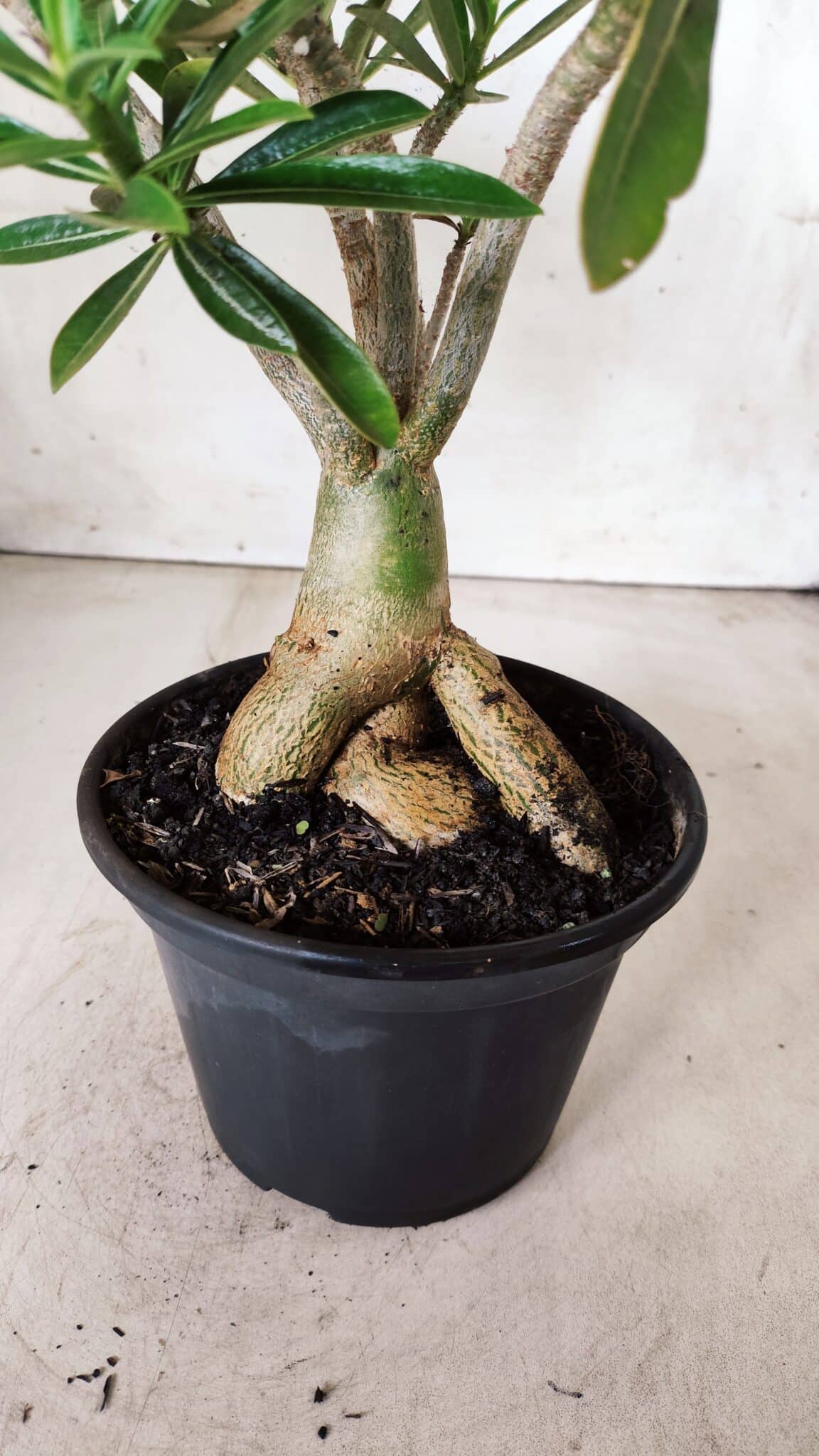 Planta Dobrada 2859 – 30cm – 03 anos