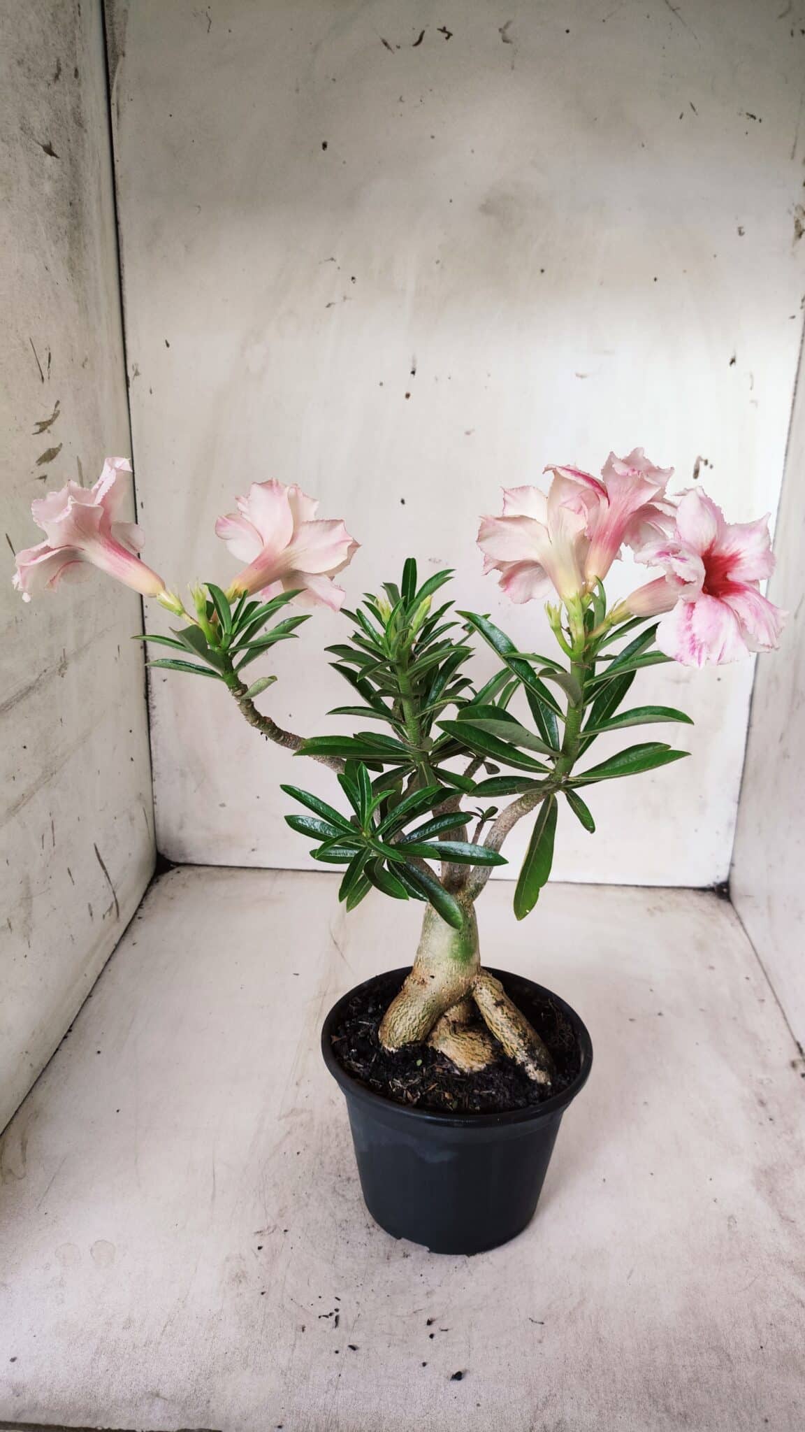 Planta Dobrada 2859 – 30cm – 03 anos