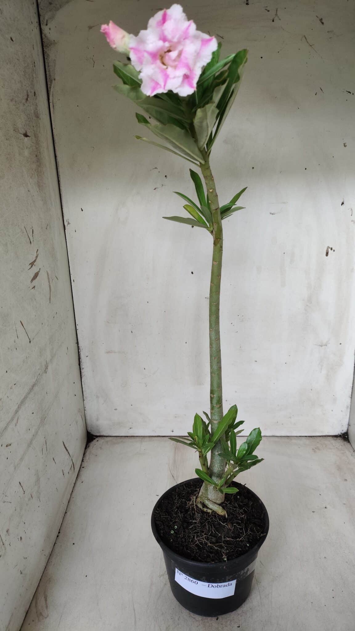 Planta Dobrada 2860 – 35cm – 03 anos