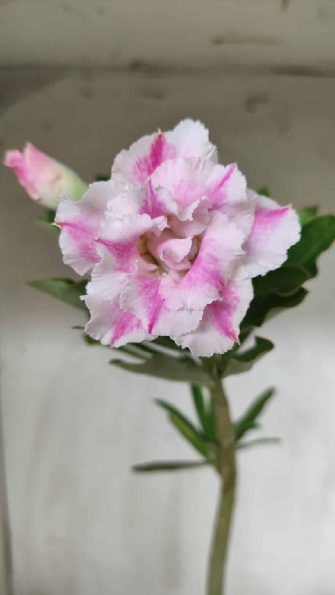 Planta Dobrada 2860 – 35cm – 03 anos